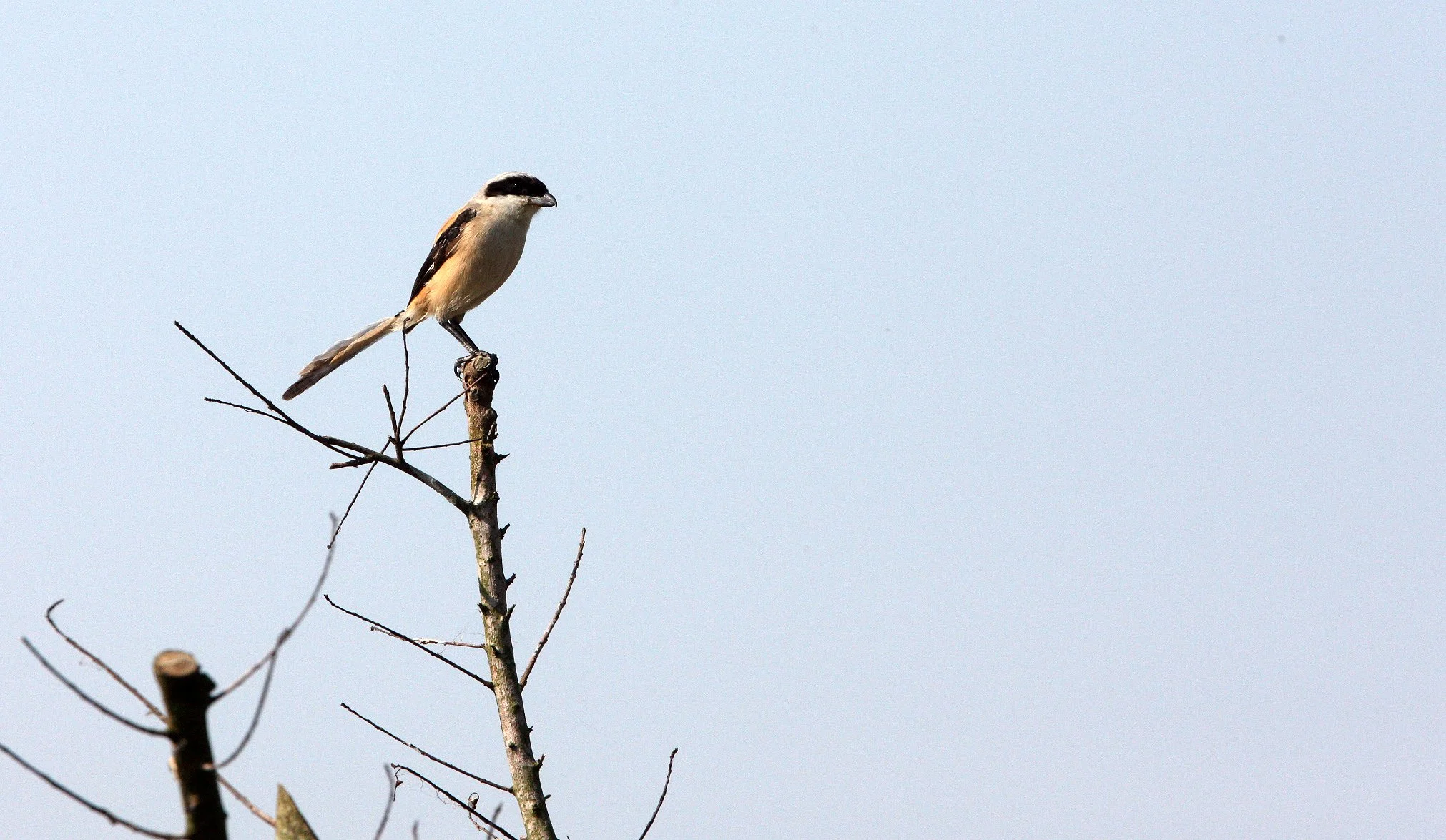 Long-tailed Shrike (Lanius schach) Chongming Island Dongtan Wetlands China (4).JPG