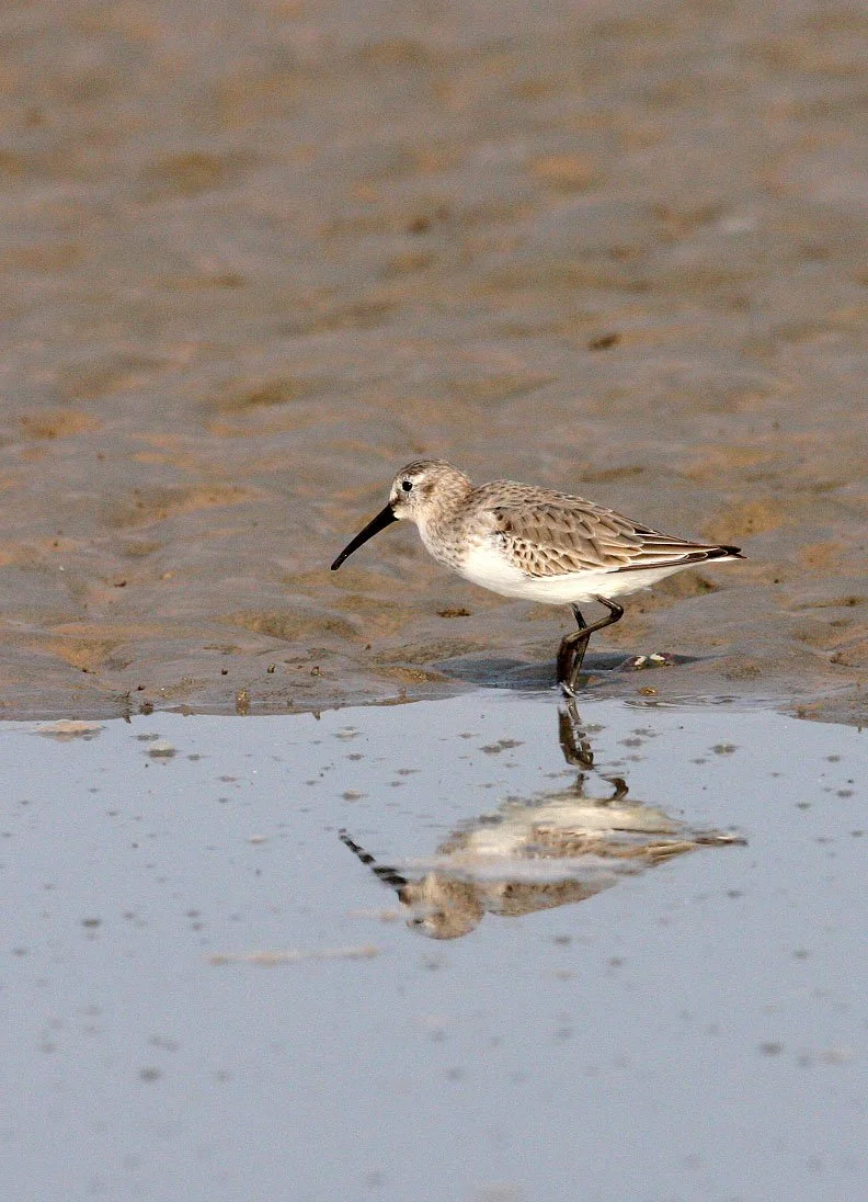BIRD - DUNLIN -  NANKOU, RUDONG, CHINA (12).JPG