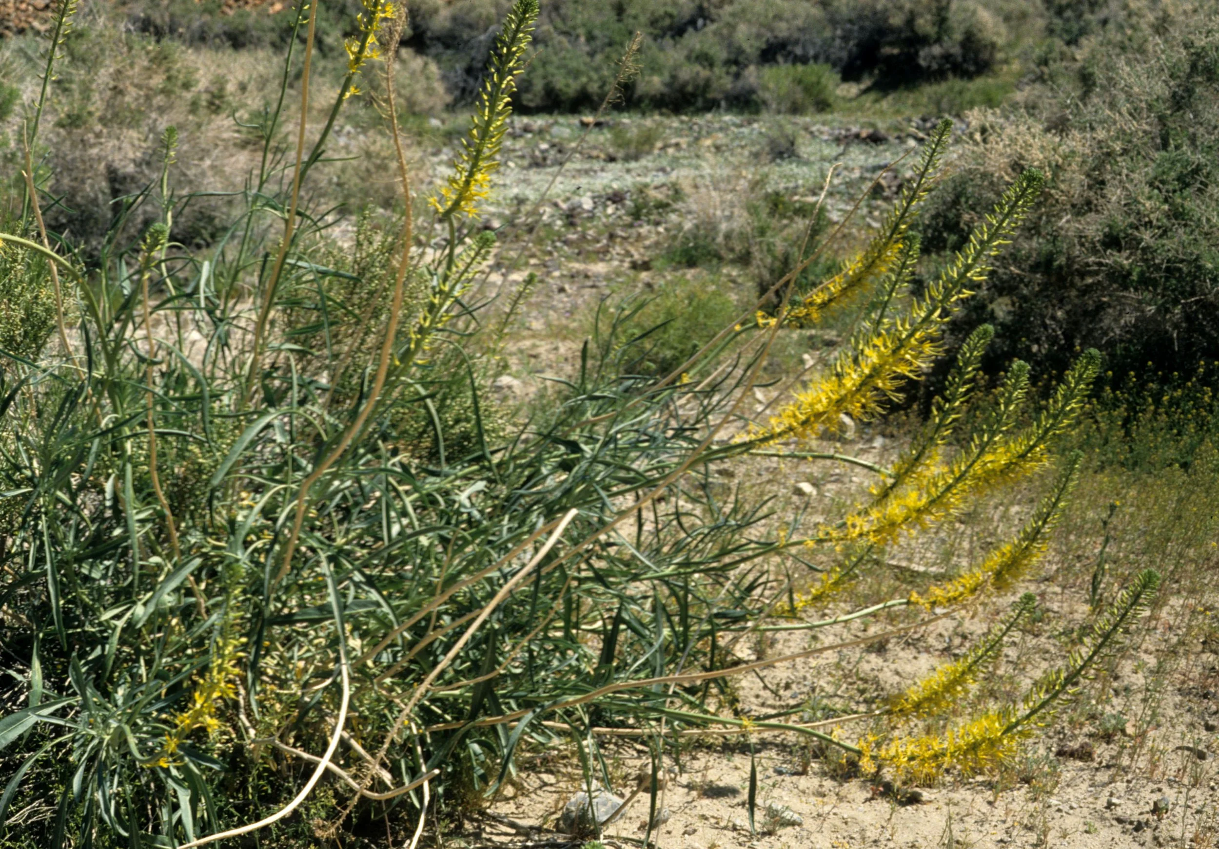 DEATH VALLEY - STANLEYA PINNATA - DESERT PLUME.jpg