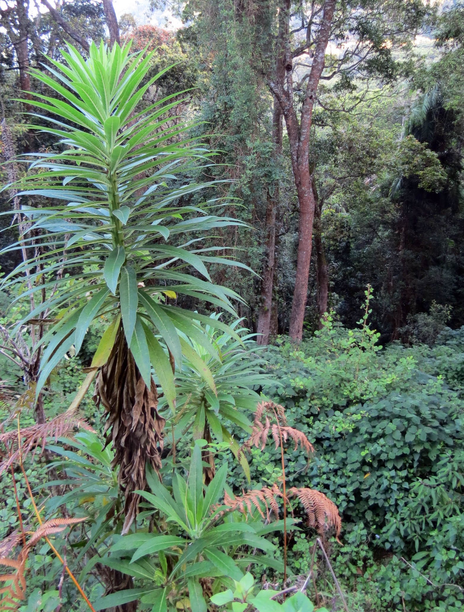 PAMPADUM SHOLA NATIONAL PARK INDIA - VATTAVADA (26).JPG
