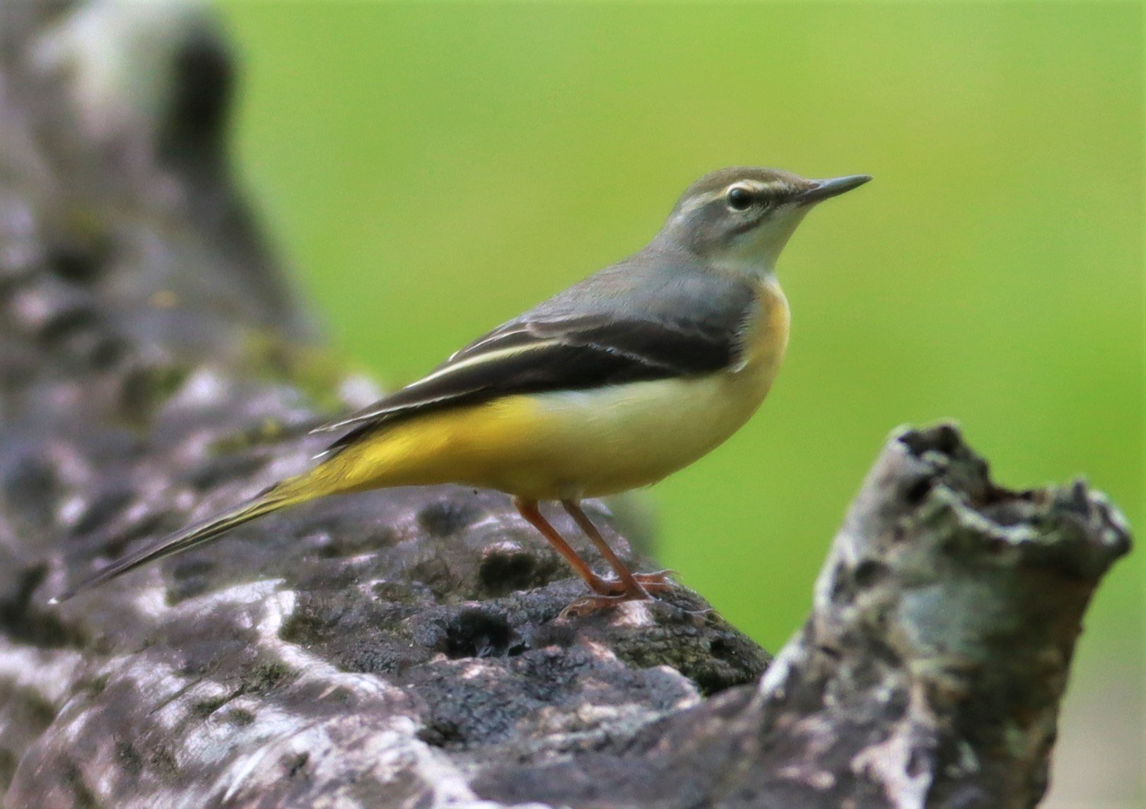 GREY WAGTAIL - Motacilla cinerea - CHONG YEN CAMPSITE MAE WONG NATIONAL PARK (3).jpg