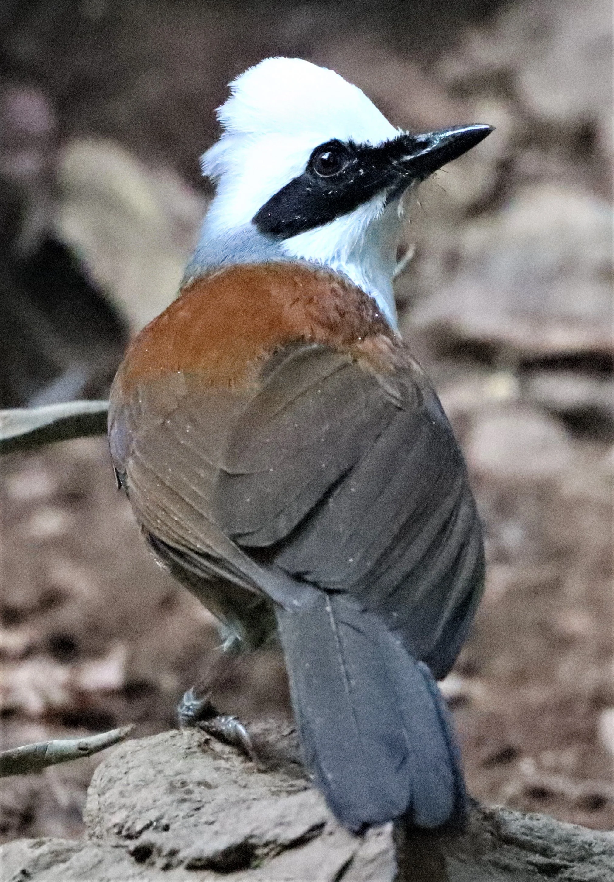 LAUGHINGTHRUSH - WHITE-CRESTED LAUGHINGTHRUSH - Garrulax leucolophus - KAENG KRACHAN THAILAND NEUNG HIDE (6).jpg