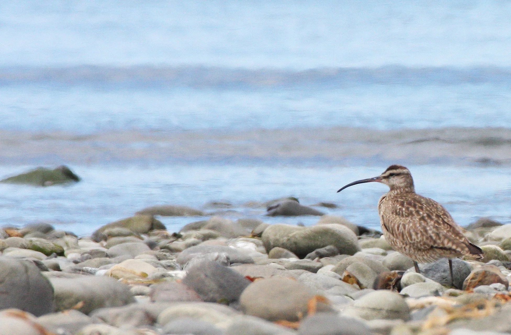 BIRD - WHIMBREL - ELWHA RIVER MOUTH WA (11).JPG