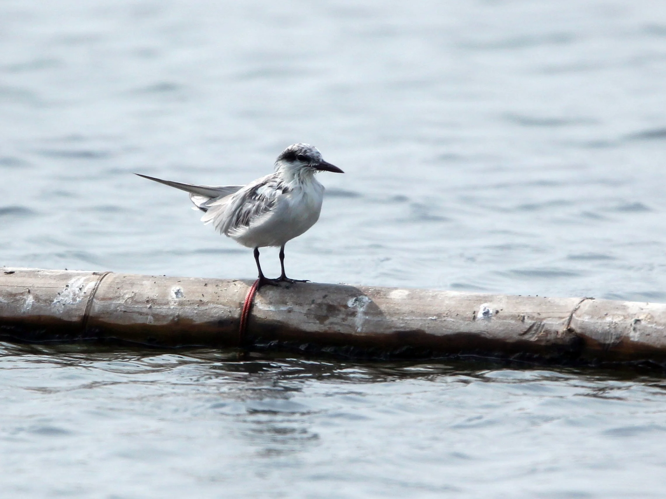 TERN - WHISKERED TERN - Chlidonias hybridus - KOK KHAM MACHACHAI - SALT PONDS - NEAR BANGKOK THAILAND (3).JPG