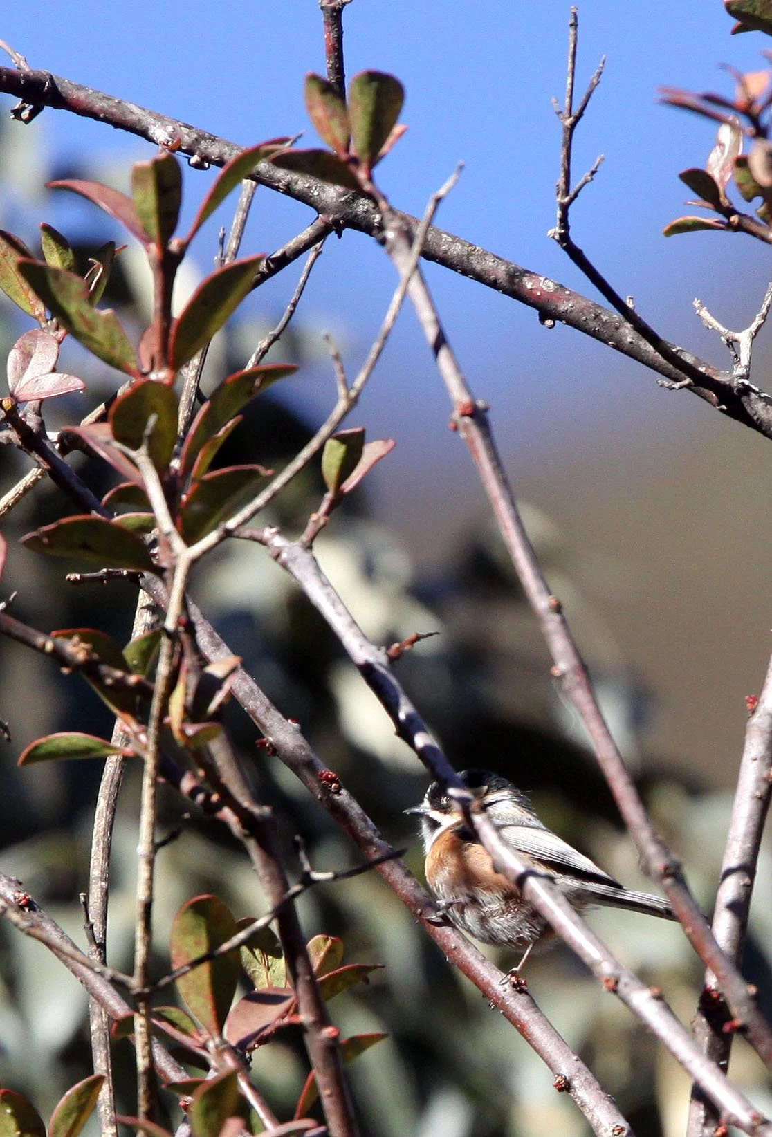 Black-browed Bushtit (Aegithalos bonvaloti) Lijiang Hightlands, Yunnan China (2).JPG