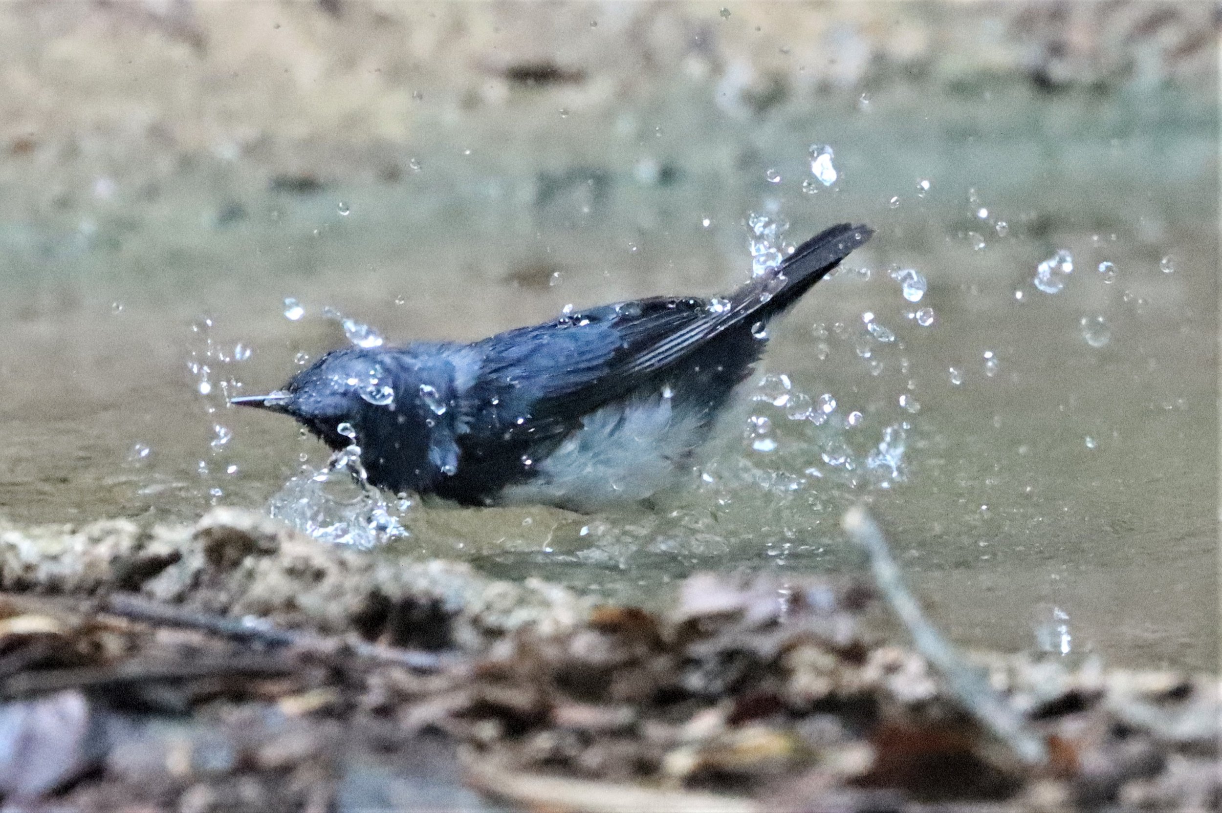 ROBIN - SIBERIAN BLUE ROBIN - Luscinia cyane - NEUNG HIDE, KAENG KRACHAN 2021 (17).jpg