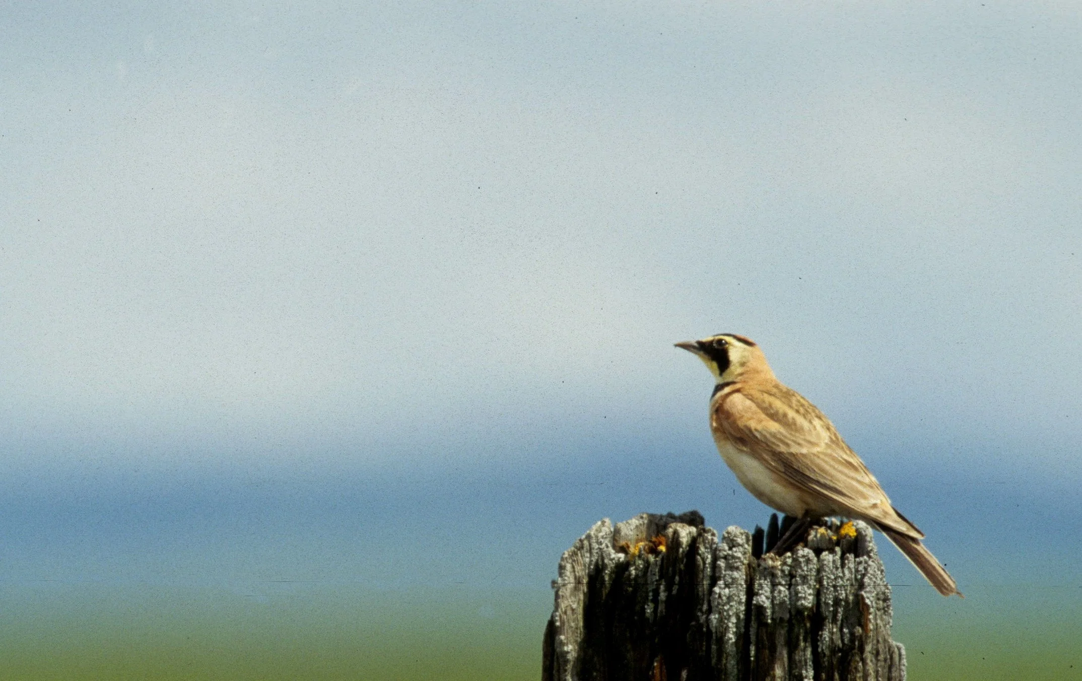 Horned Lark (Eremophila alpestris) Sacramento Valley California (3).jpg