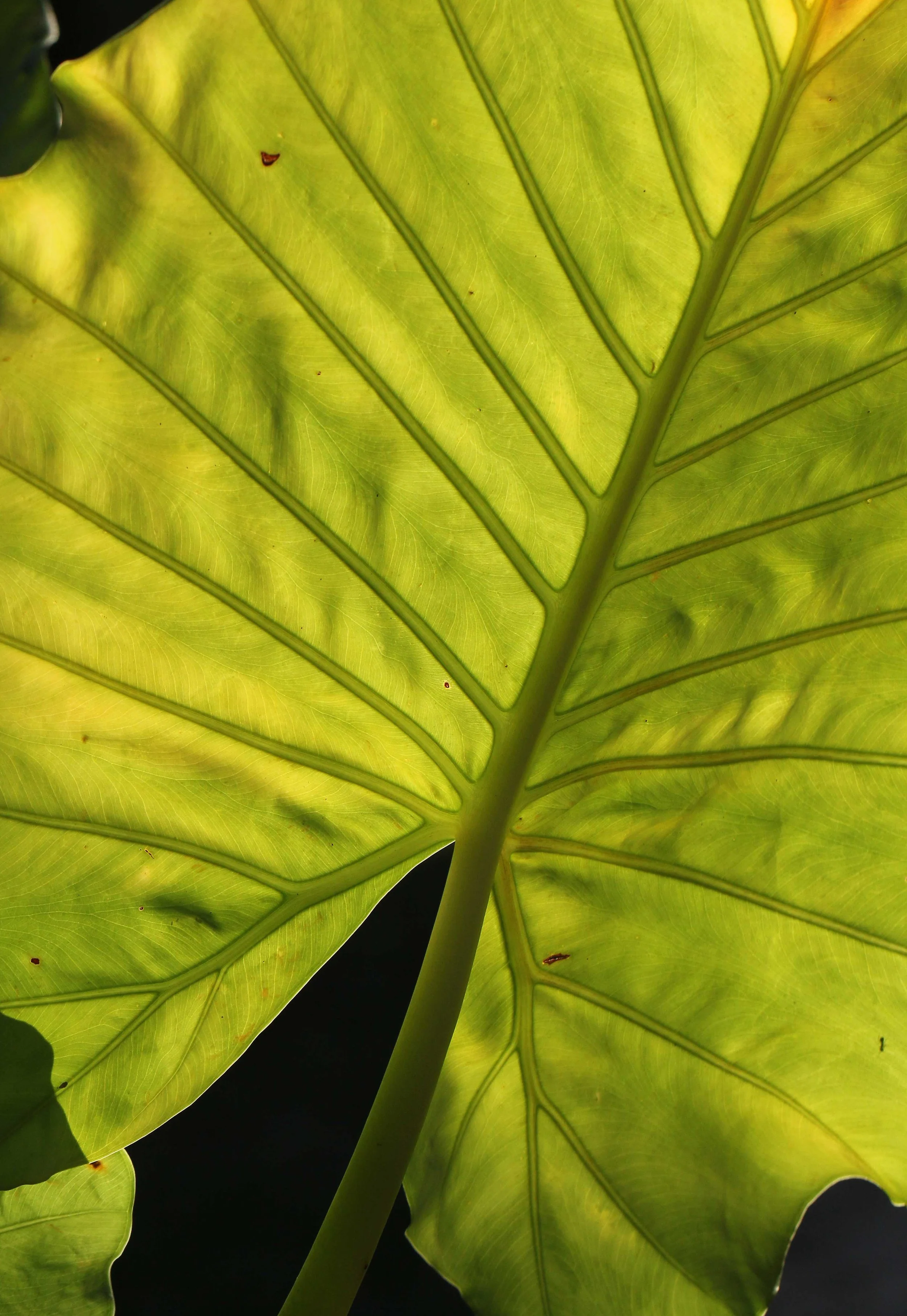 2015 Koh Lanta Songkran with friends from ISB (565).JPG