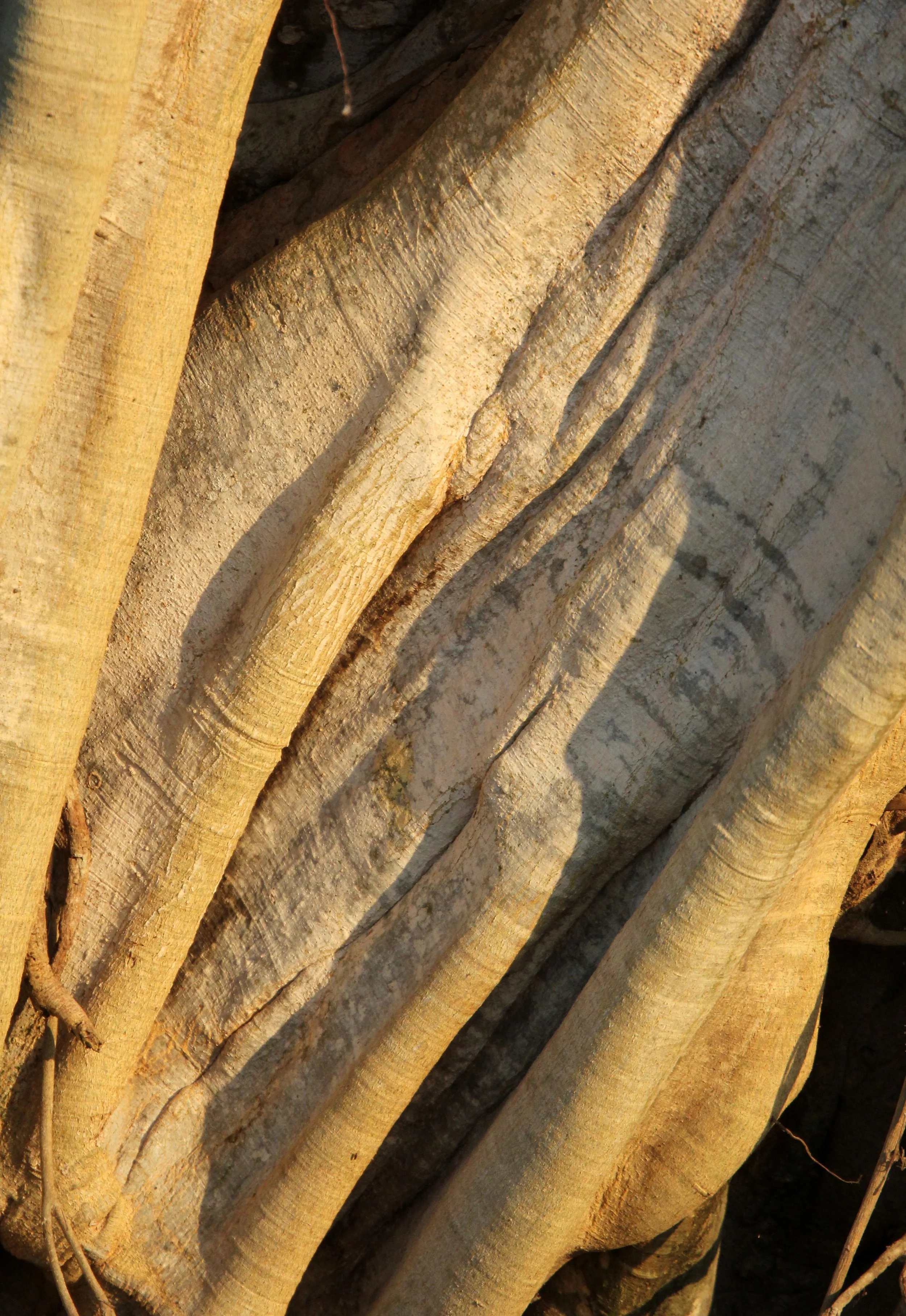 UDAWALAWA NATIONAL PARK SRI LANKA (21).JPG