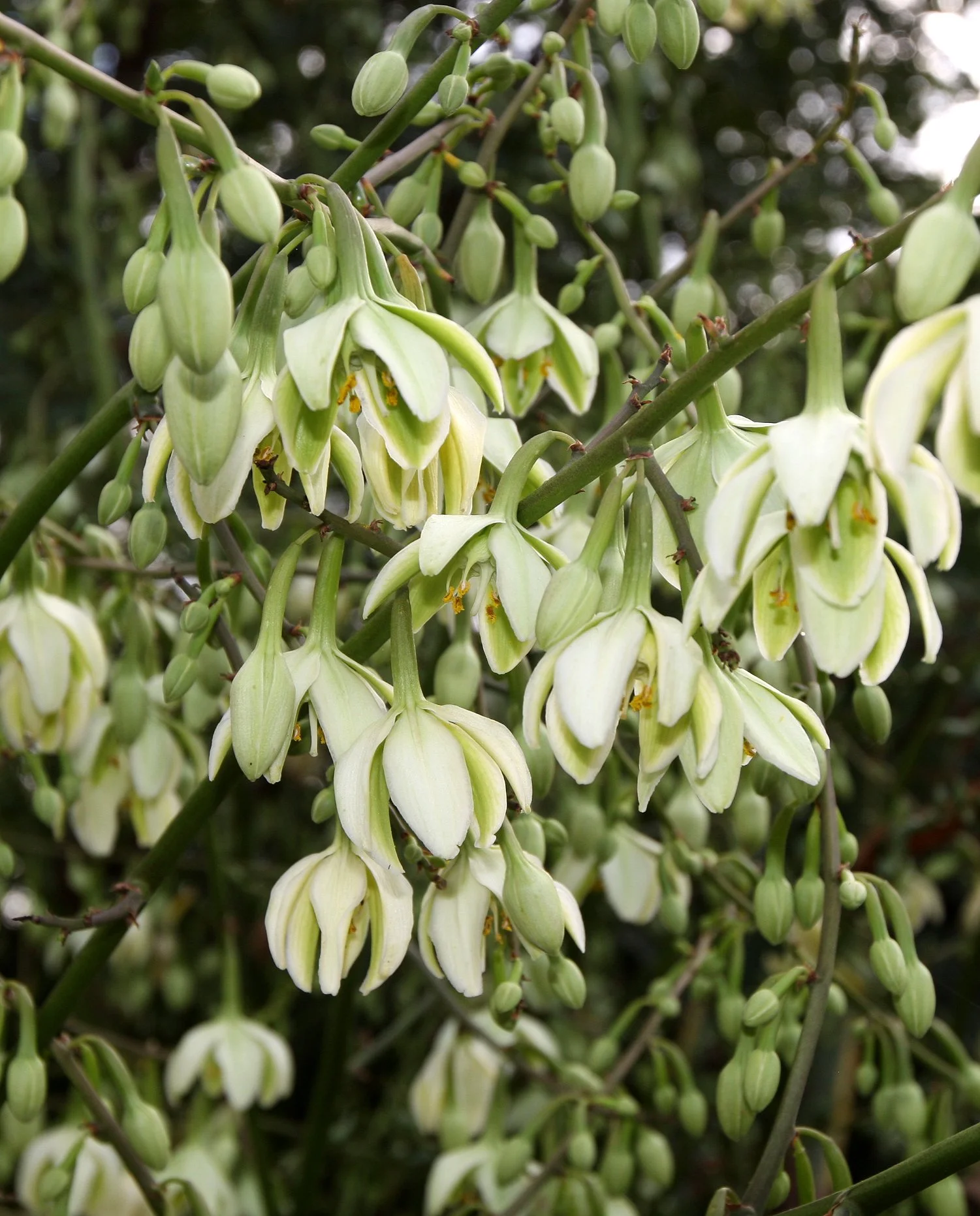 PLANT - AGAVE SPECIES - ANDOHAHELA NATIONAL PARK MADAGASCAR (2).JPG