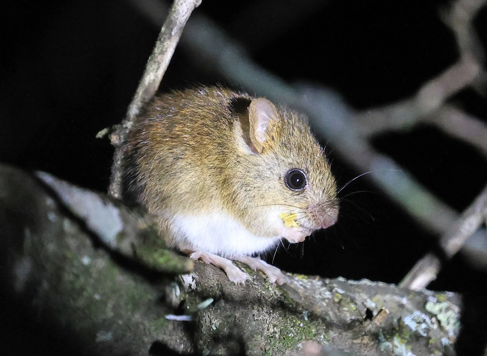 Chacoan pygmy rice rat (Oligoryzomys chacoensis) Reserva Nueland  Selva Serena 