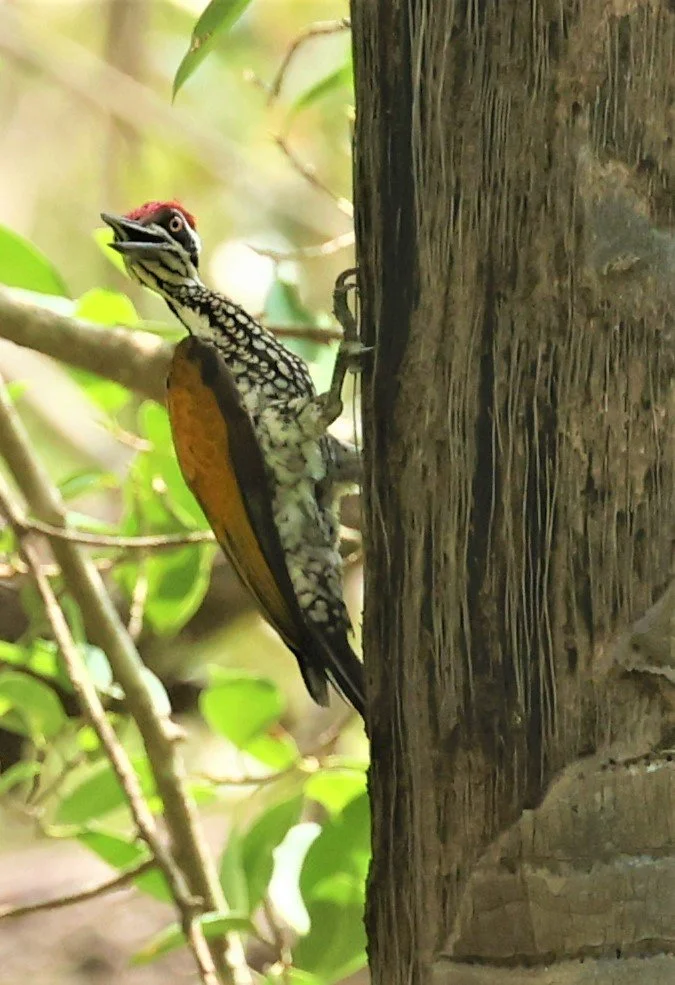 WOODPECKER - GREATER FLAMEBACK - Chrysocolaptes lucidus - HUAI KHA KHAENG WILDLIFE SANCTUARY MAY 1 2022 (9).jpg