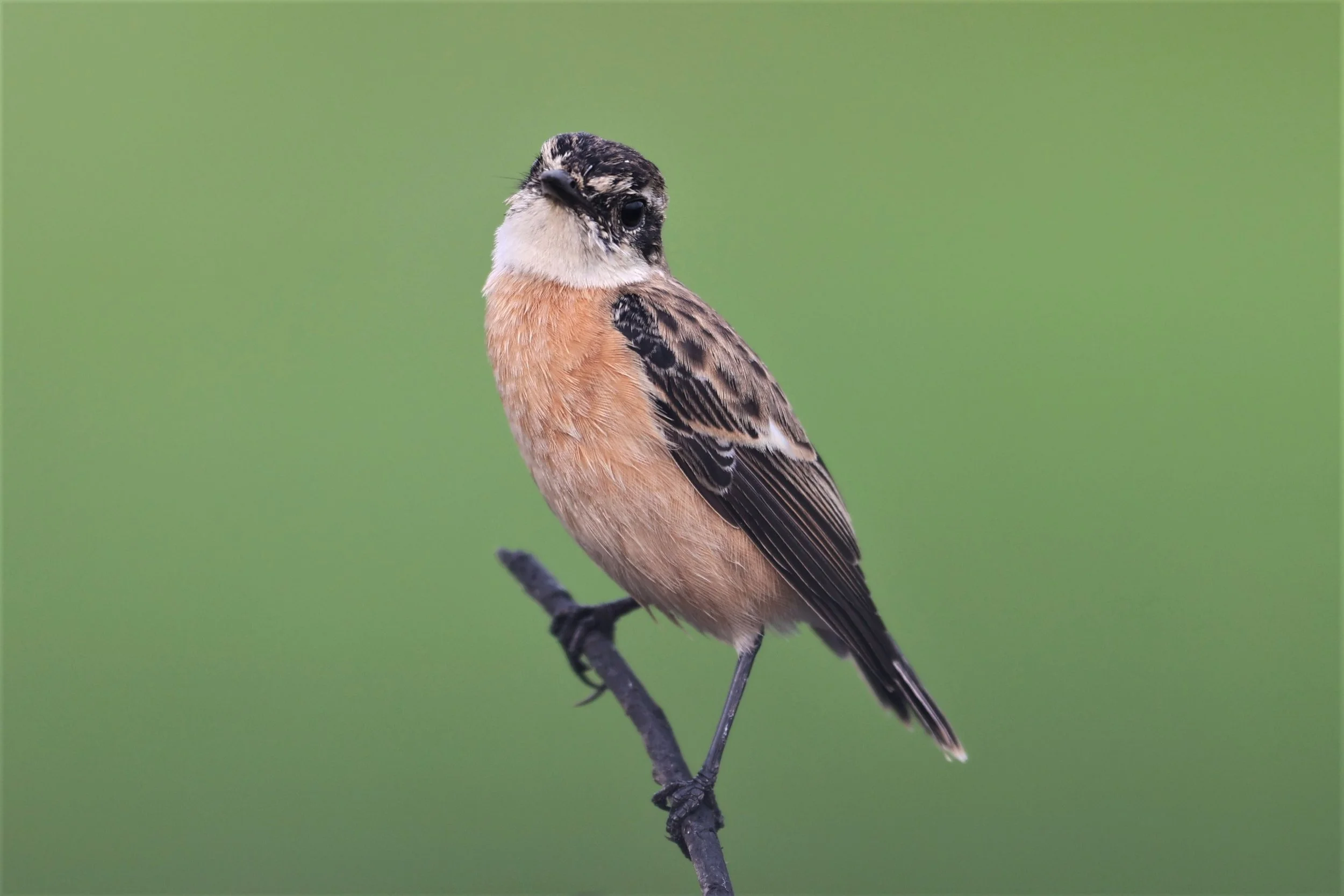 STONECHAT - AMUR (STEJNEGER'S) STONECHAT - Saxicola stejnegeri - PATHUM THANI RICE RESEARCH CENTER 06 NOV 2021 (38).jpg