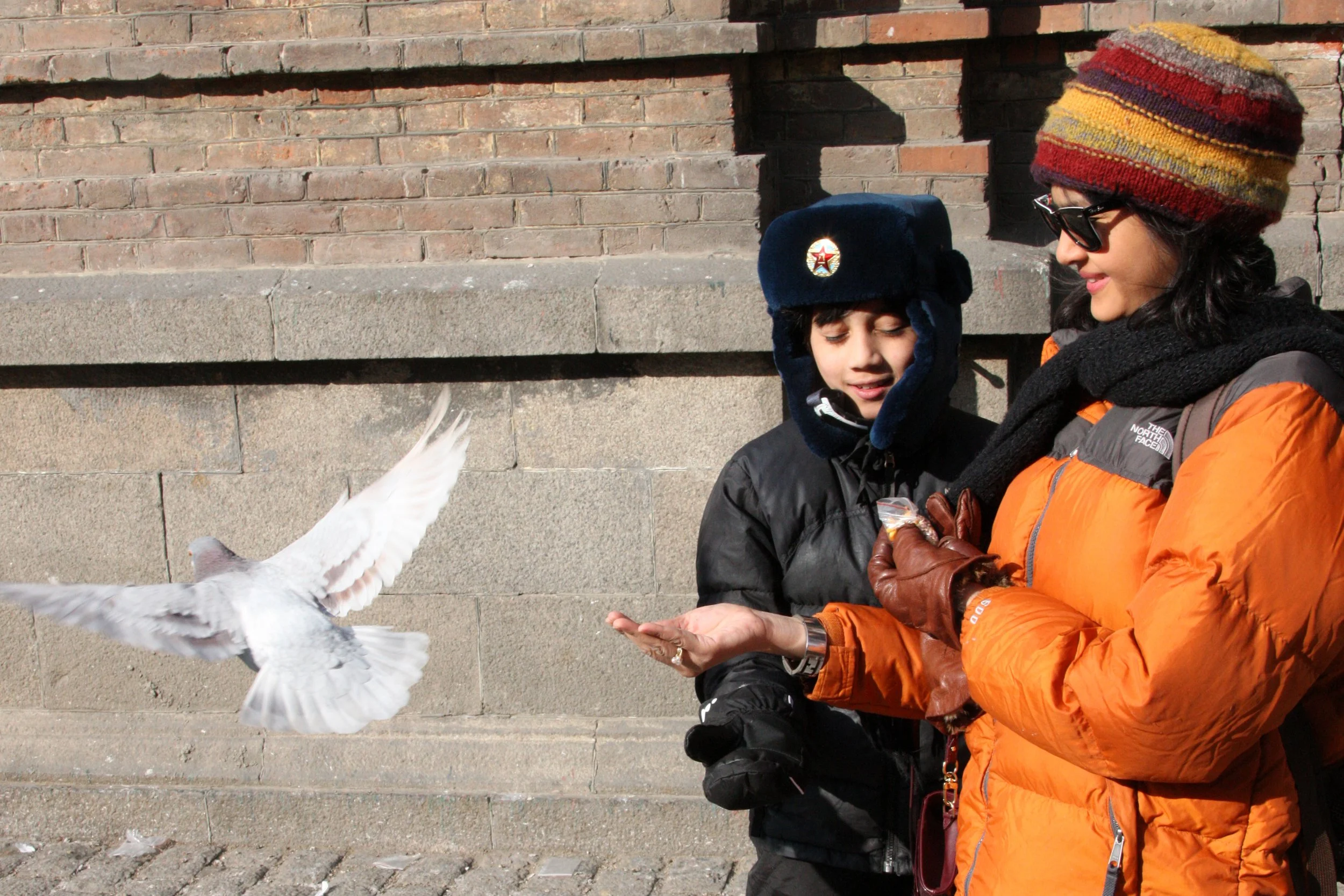 BIRD - PIGEON - HARBIN SAINT SOPHIA'S CATHEDRAL CHINA (25).JPG