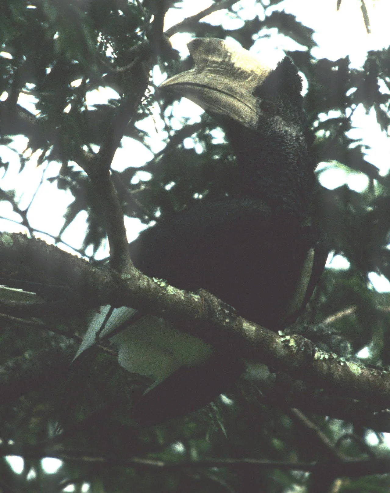 BIRDS - HORNBILL - BLACK AND WHITE CASQUED - UGANDA.jpg