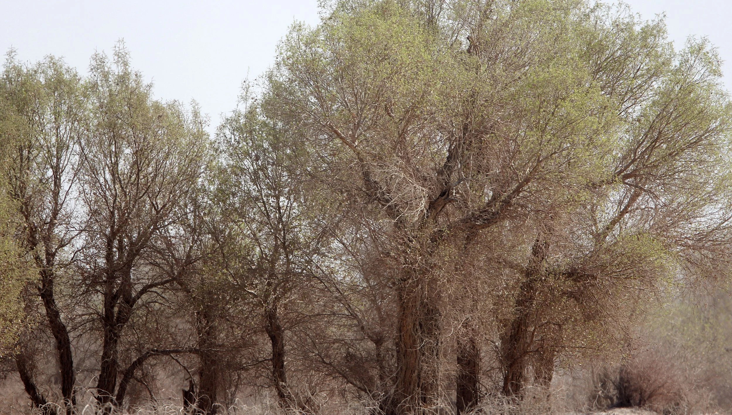 TALIMU RIVER - POPULUS EUPHRATICA FOREST AND ECOSYSTEM - KUMTAGE & TAKLAMAKAN DESERTS (9).JPG