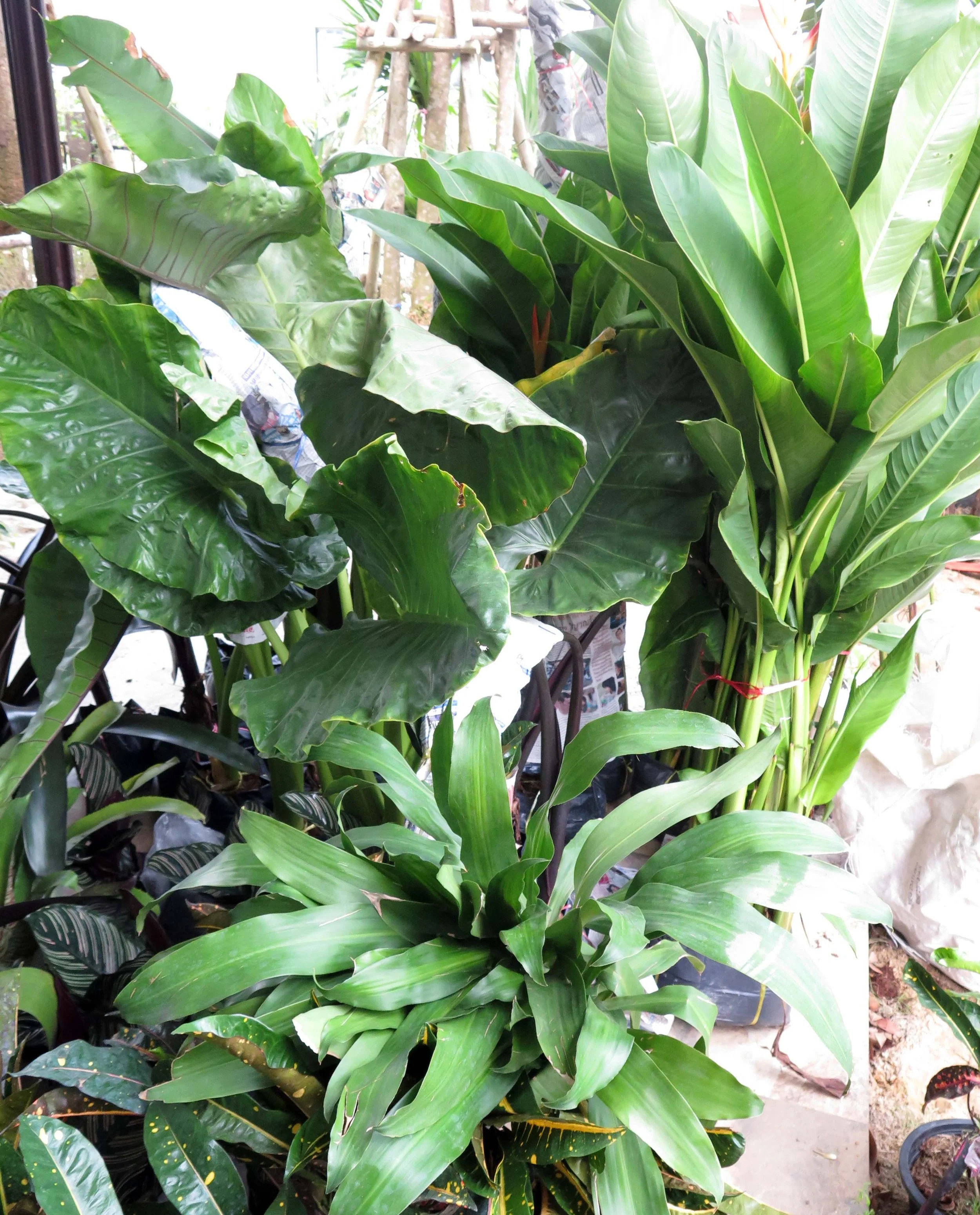 2013 Nonthaburi Setthasiri House and Nonthaburi Neighborhood (81).JPG