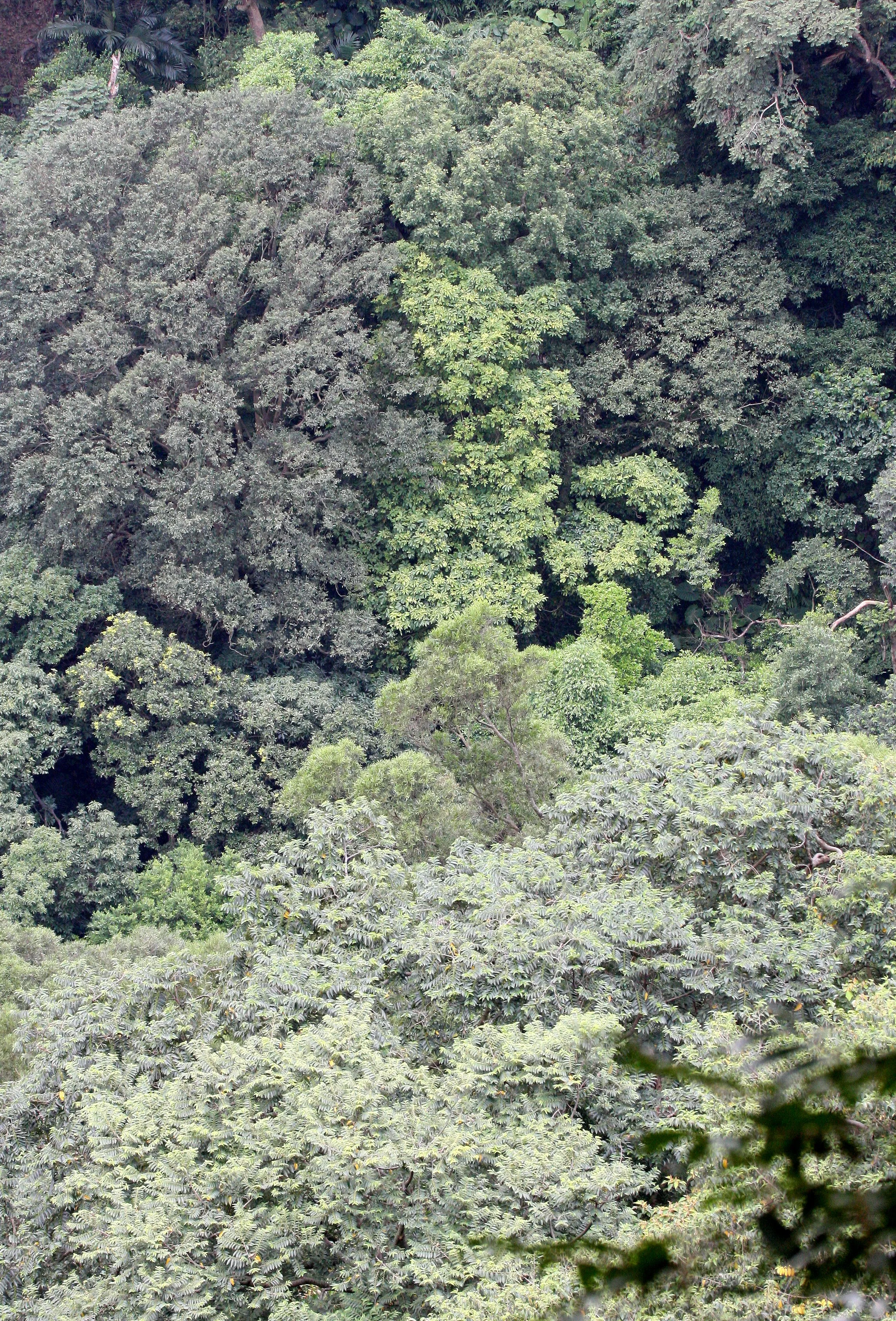 TAIWAN - SUBTROPICAL FOREST - PLANT SPECIES (9).JPG
