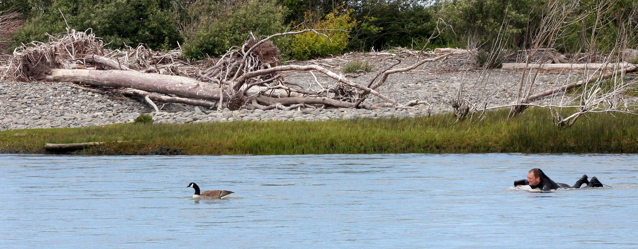 BIRD - GOOSE - CANADA GOOSE FAMILY - ELWHA RIVER MOUTH (2).JPG