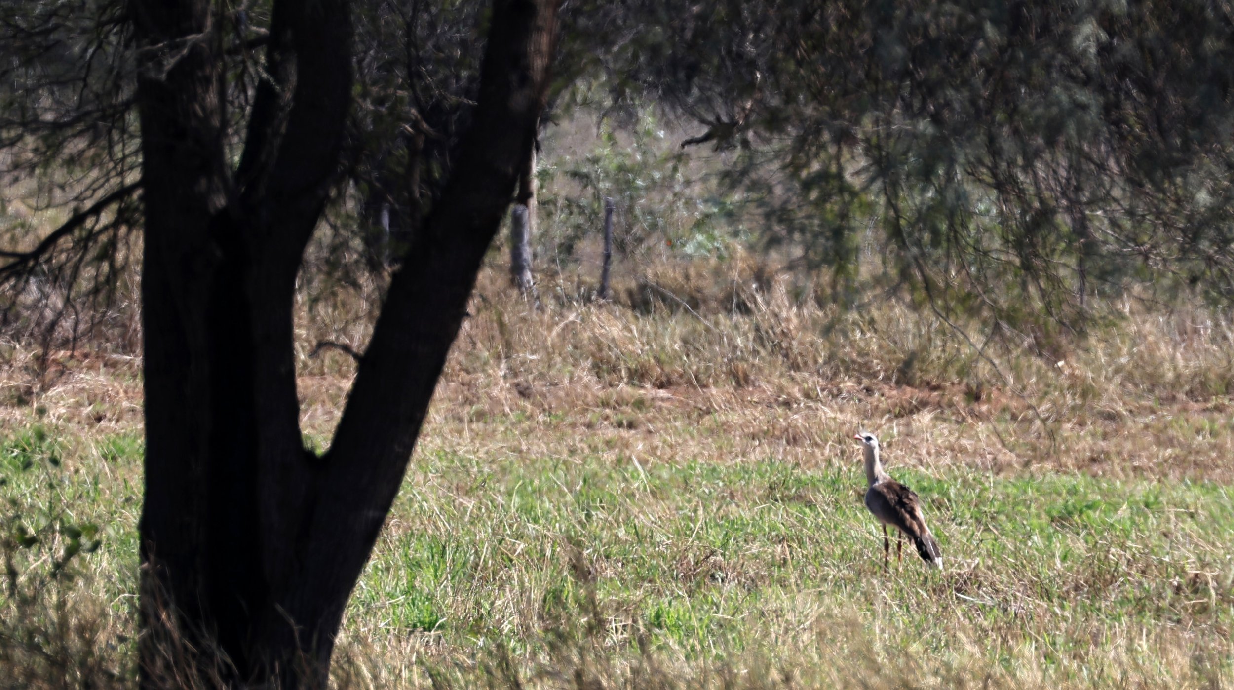 Red-legged Seriema (Cariama cristata) Hotel Campestre Iparoma Paraguay.jpg