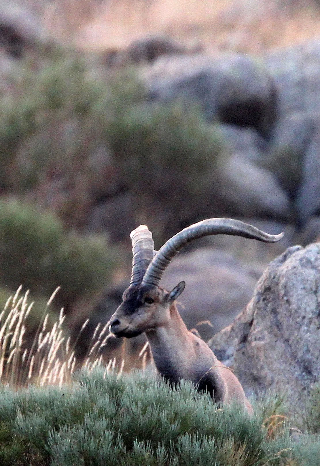 IBEX - WESTERN SPANISH (GREDOS) IBEX - Capra pyrenaica victoriae) SIERRA DE GREDOS NATIONAL PARK SPAIN (80) - Copy.JPG