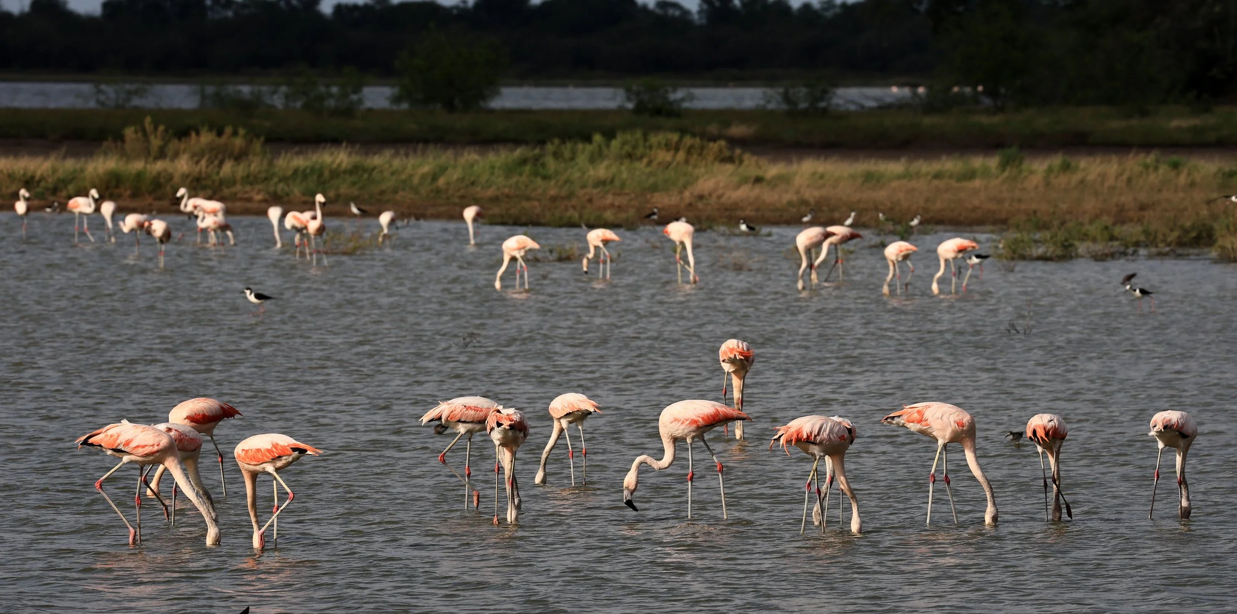 Chilean Flamingo (Phoenicopterus chilensis) Chaco Lodge & Laguna Salada Paraguay (48).jpg