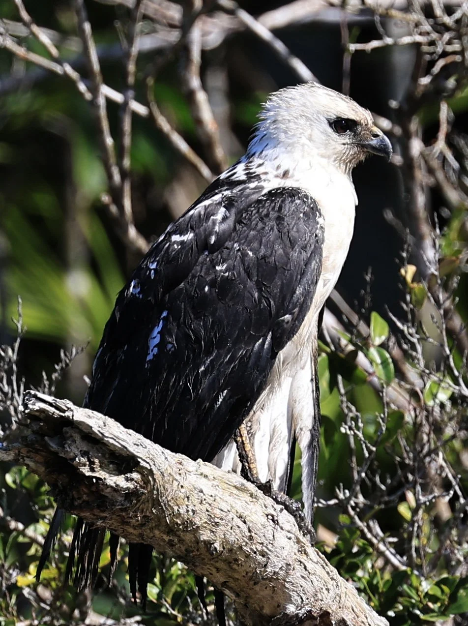 White-necked Hawk (Amadonastur lacernulatus) Superagui National Park
