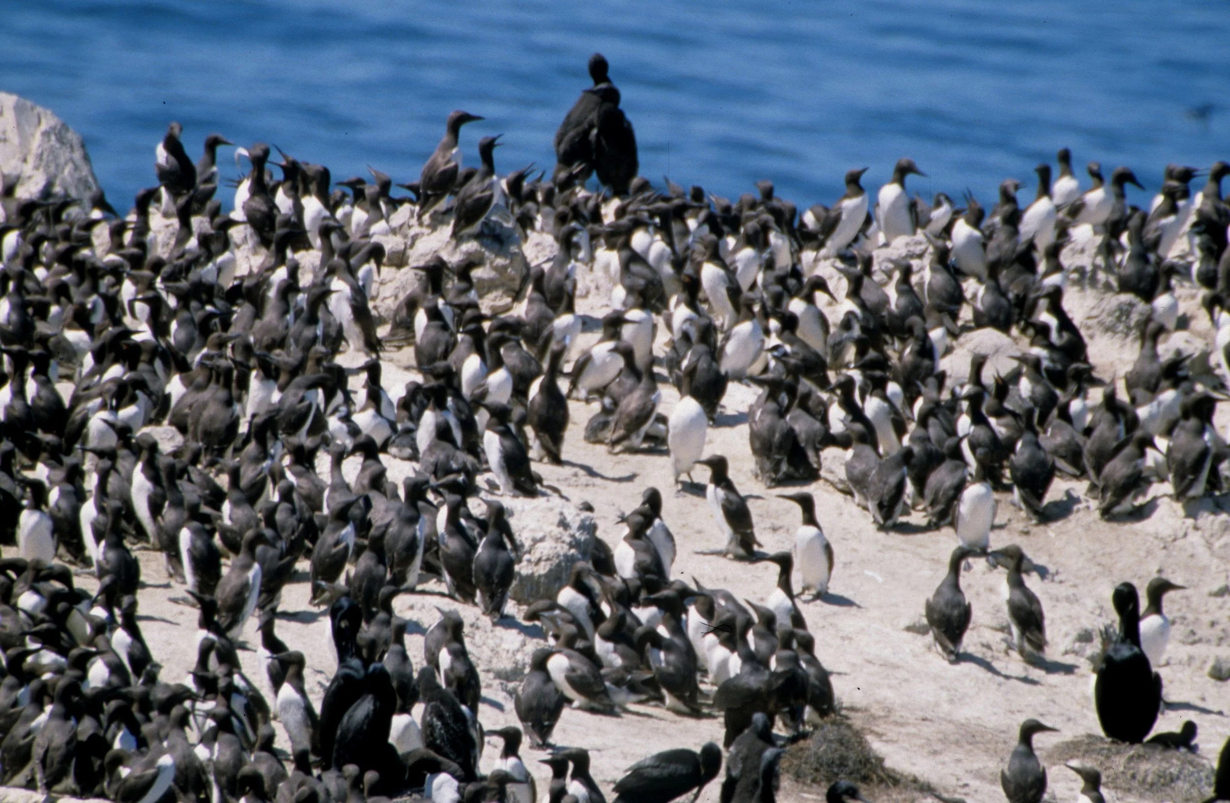Uria aalge - COMMON MURRE - YAQUINA HEAD OREGON (10).jpg