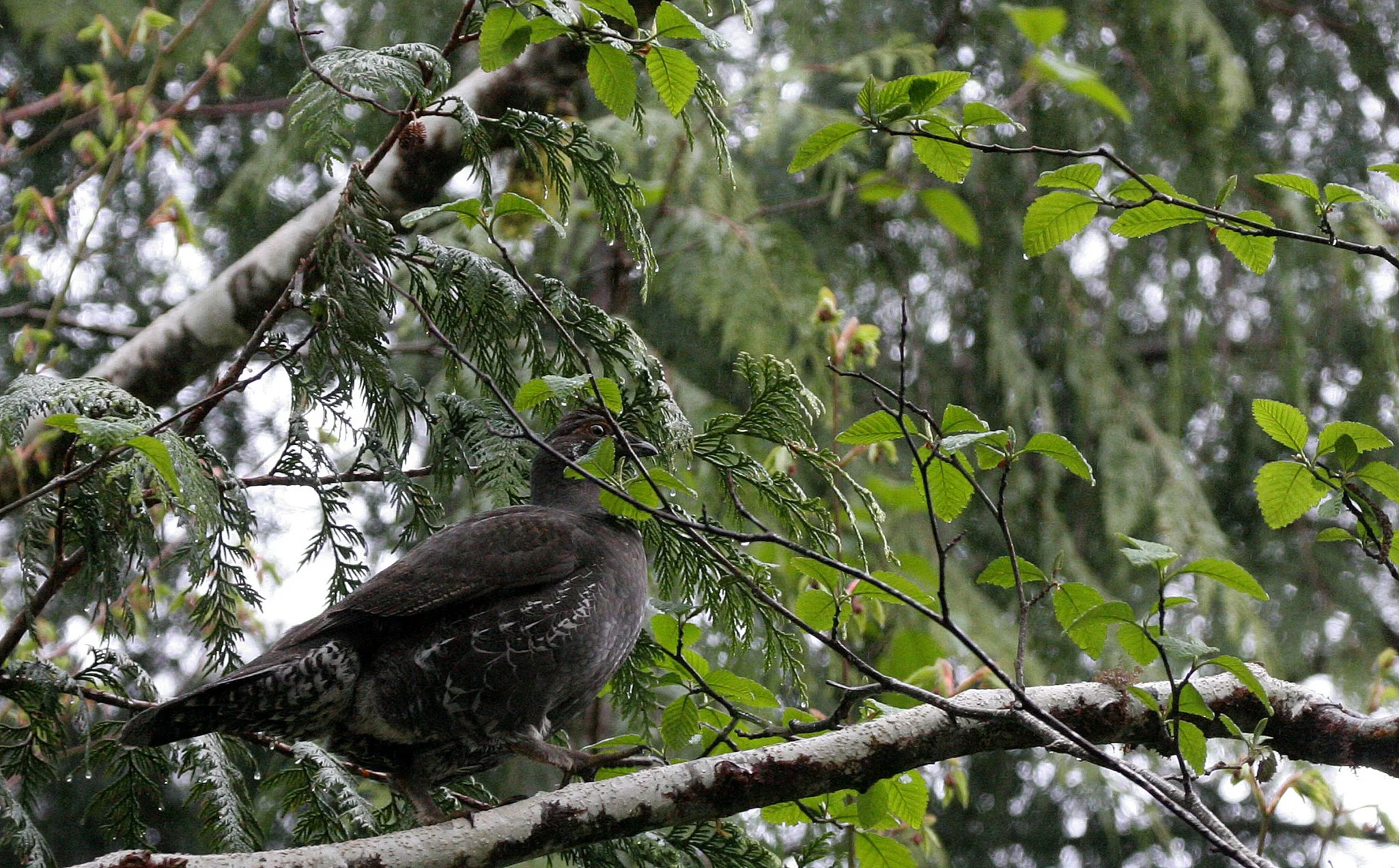 GROUSE - SOOTY (BLUE) GROUSE - Dendragapus fuliginosus - DUNCAN CEDAR TREE ROAD - HOH RIVER VALLEY WA  (7).JPG