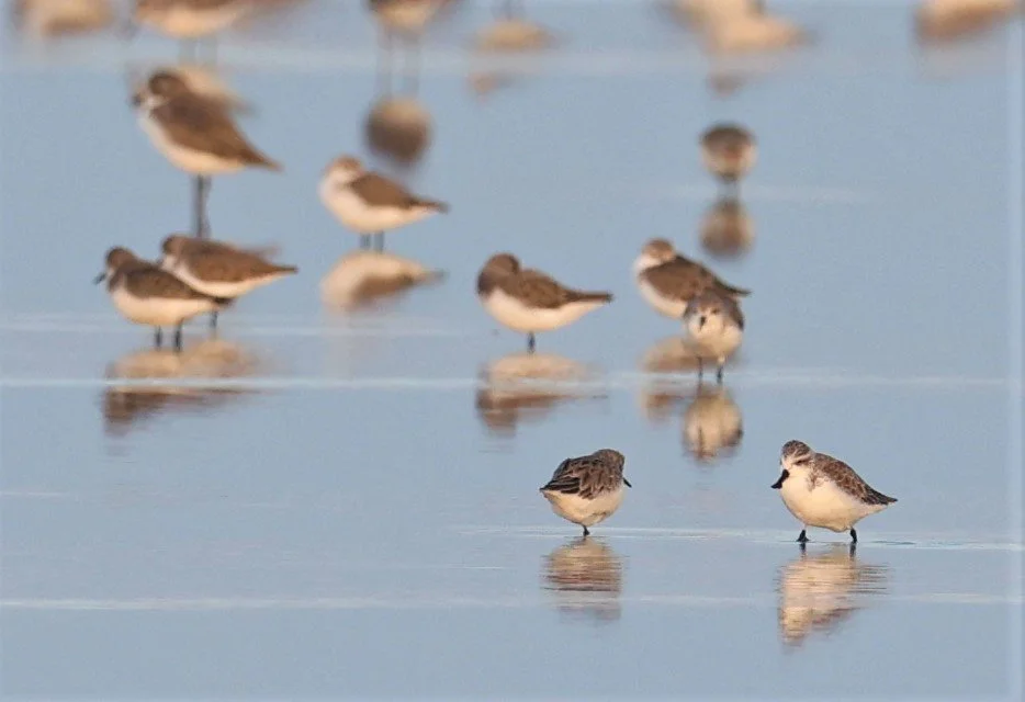 SANDPIPER - SPOON-BILLED SANDPIPER - Calidris pygmeus - PAK THALE 16 & 19 OCTOBER 2021 (37).jpg