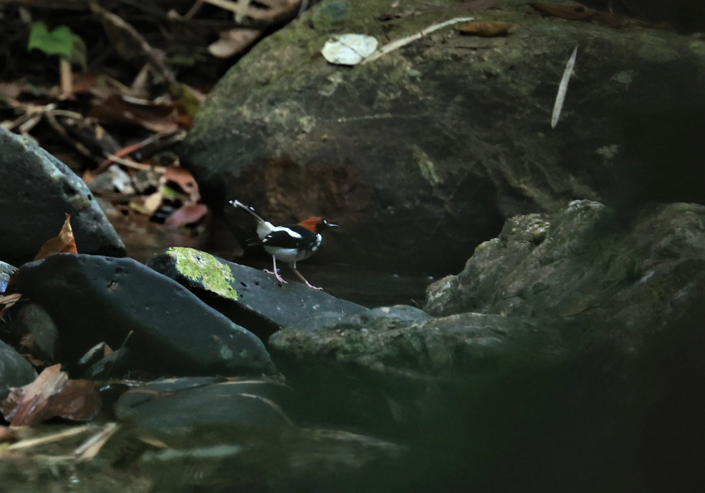 FORKTAIL - Chestnut-naped Forktail - Enicurus ruficapillus - Si Phang Nga National Park, Thailand Feb 18-19, 2023 (19).jpg