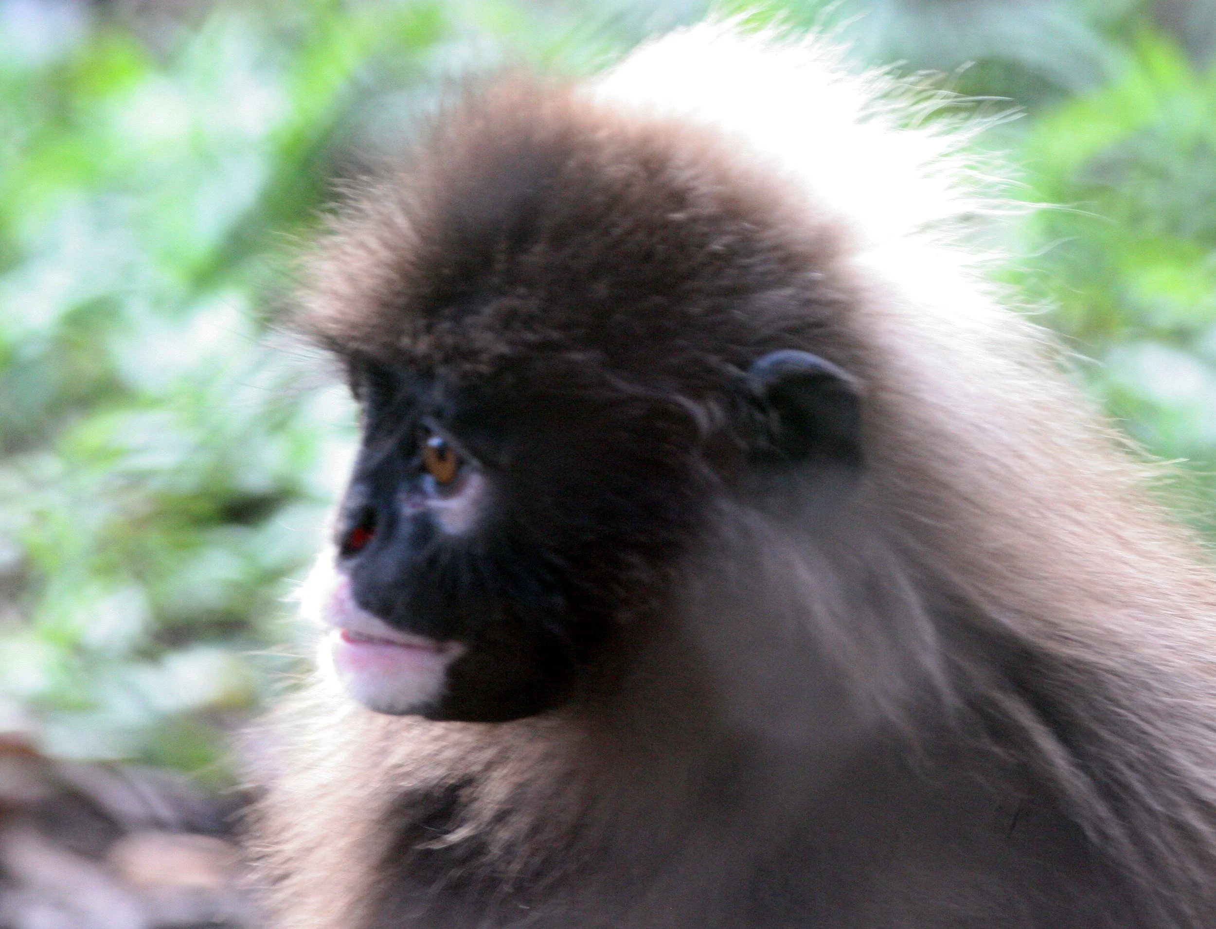 CERCOPITHECIDAE - Presbytis robinsoni - BANDED LANGUR - NST THAILAND.JPG