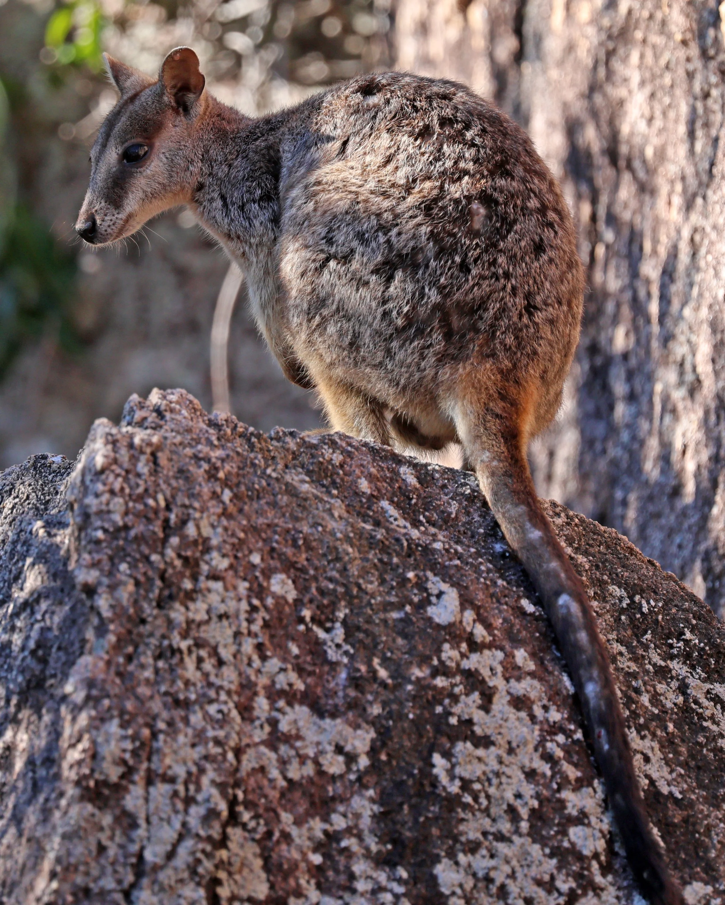 Allied Rock Wallaby (Petrogale assimilis) Magnetic Island - Queensland