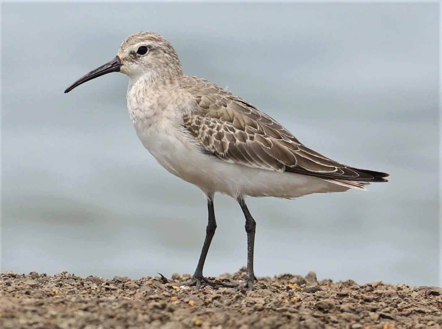 SANDPIPER - CURLEW SANDPIPER - Calidris ferruginea -CHACHOENGSAO  SALT PANS (5).jpg