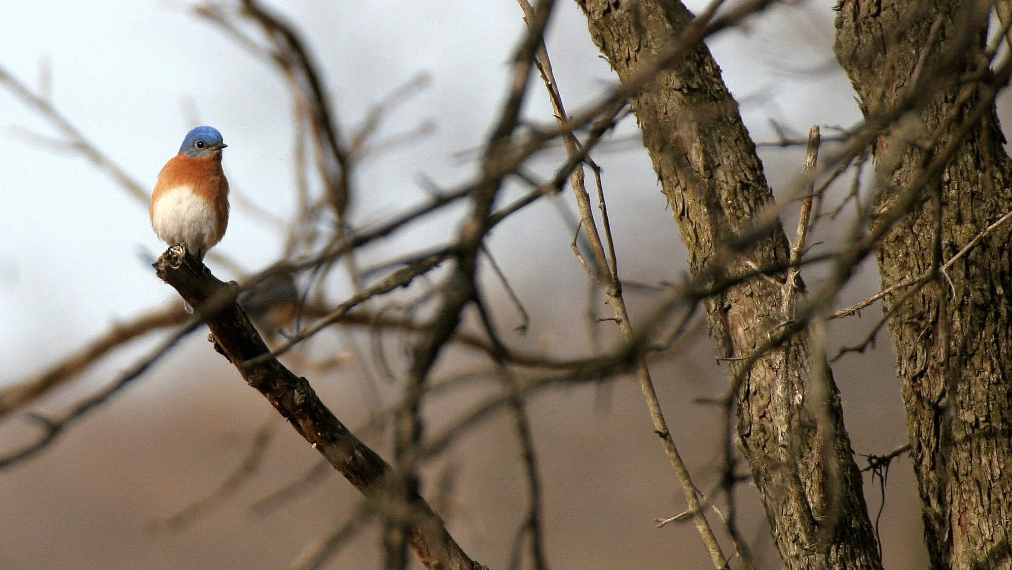Eastern Bluebird (Sialia sialis) Lincoln Marsh Wheaton Illinois (4).JPG