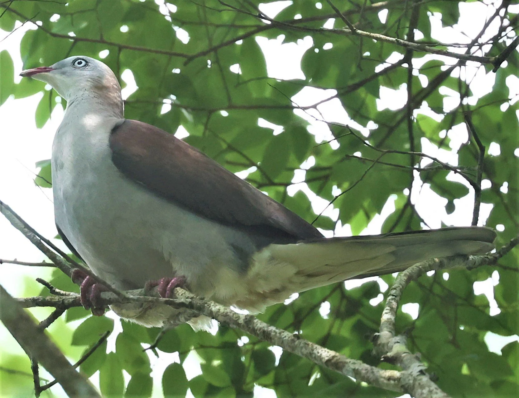 Mountain Imperial-Pigeon (Ducula badia) KhaoYai NP Thailand (17).jpg