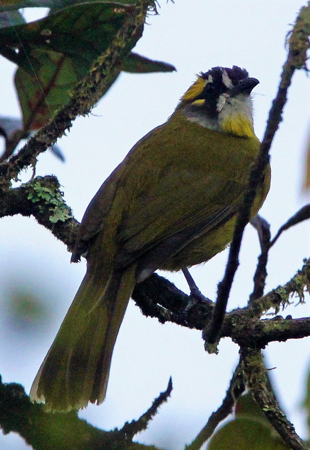 BULBUL - YELLOW-EARED BULBUL - Pycnonotus penicillatus - HORTON PLAINS NATIONAL PARK SRI LANKA (14)aa.jpg