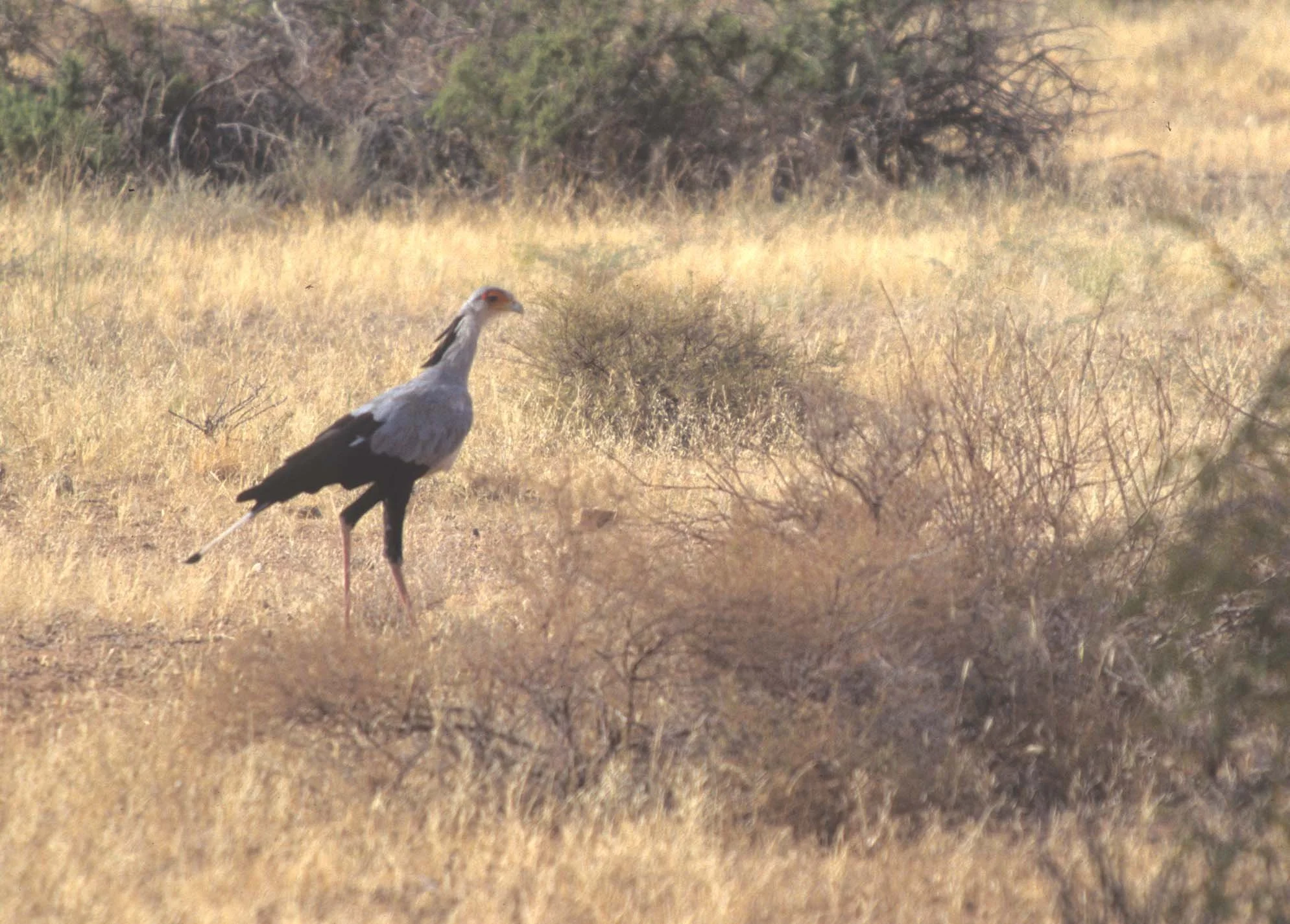 BIRDS - SECRETARY BIRD.jpg