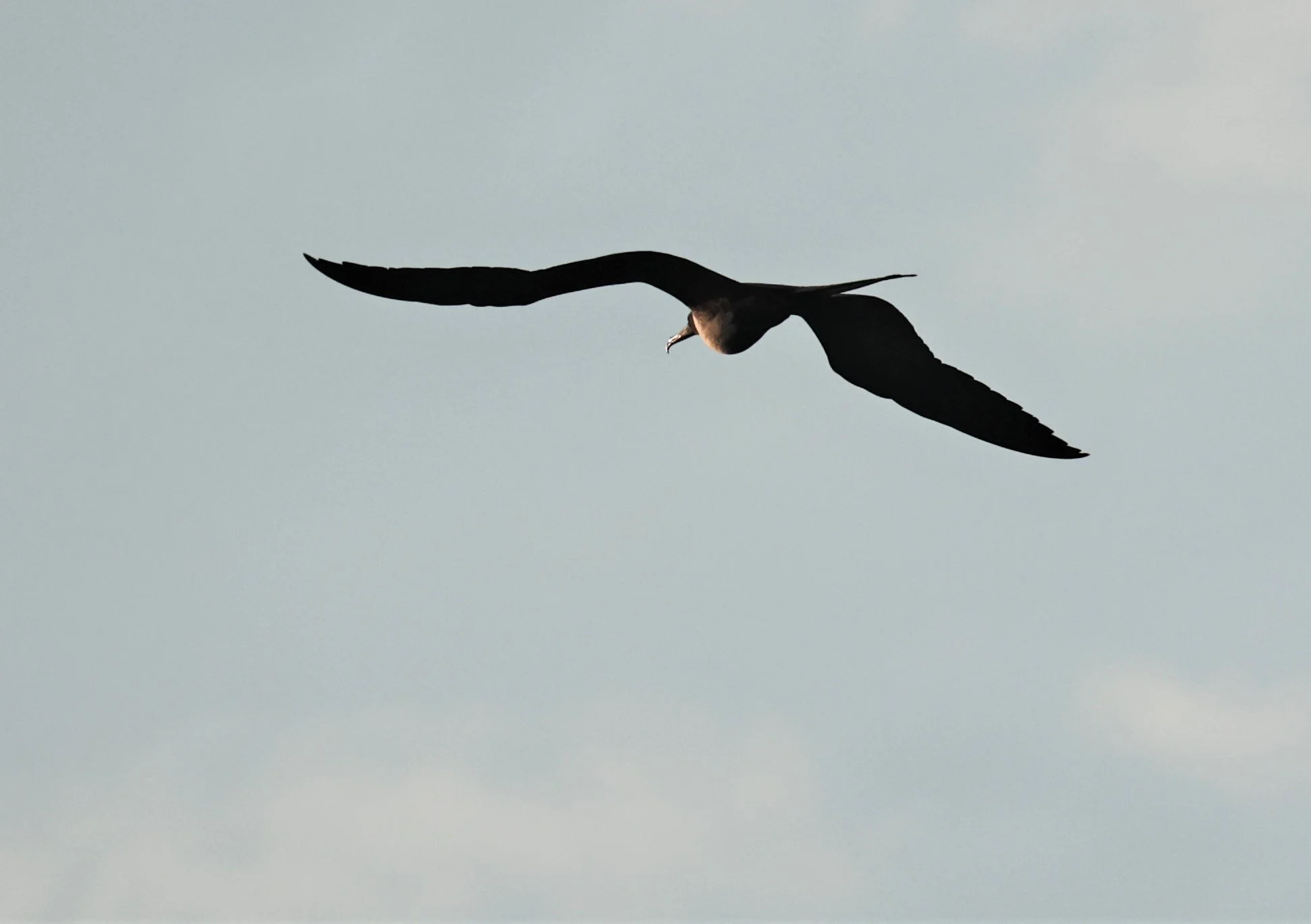 Frigate Bird Rio Birds of Rio de Janeiro — Coke Smith Wildlife
