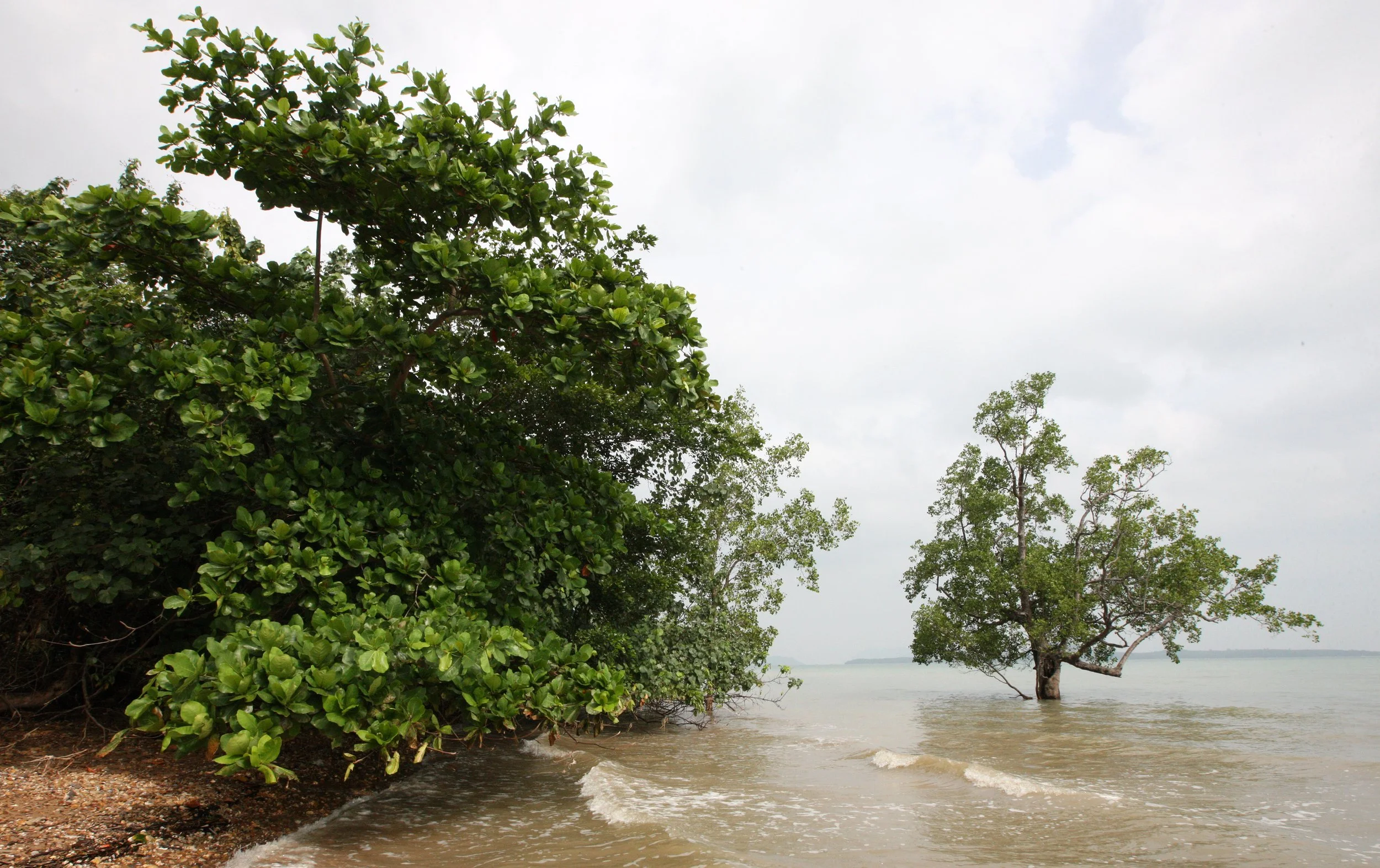 LANTA ISLAND - OUR PROPERTY - WINTER 2011 (30).JPG