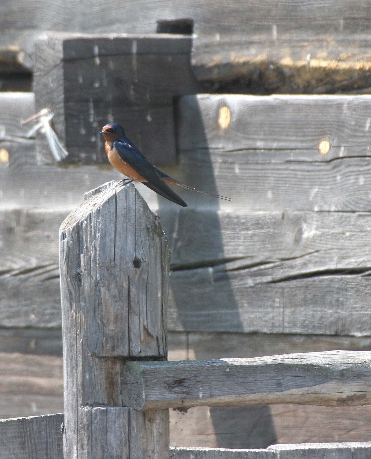 Barn Swallow (Hirundo rustica) Lake Baikal Selenga Delta Russia (9).jpg