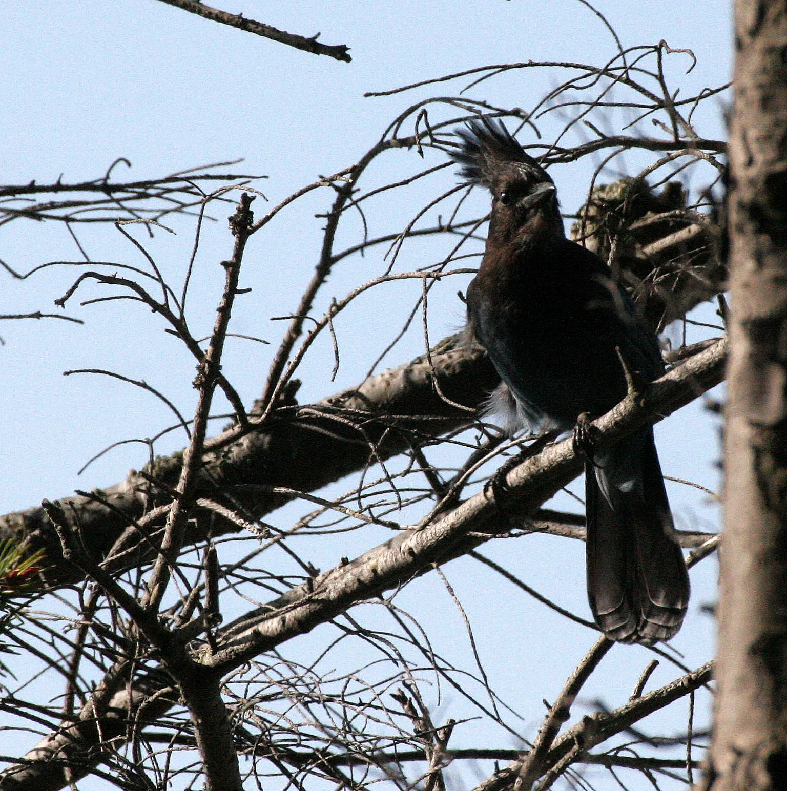 BIRD - JAY - STELLER'S JAY - LAKE FARM WOODS.JPG