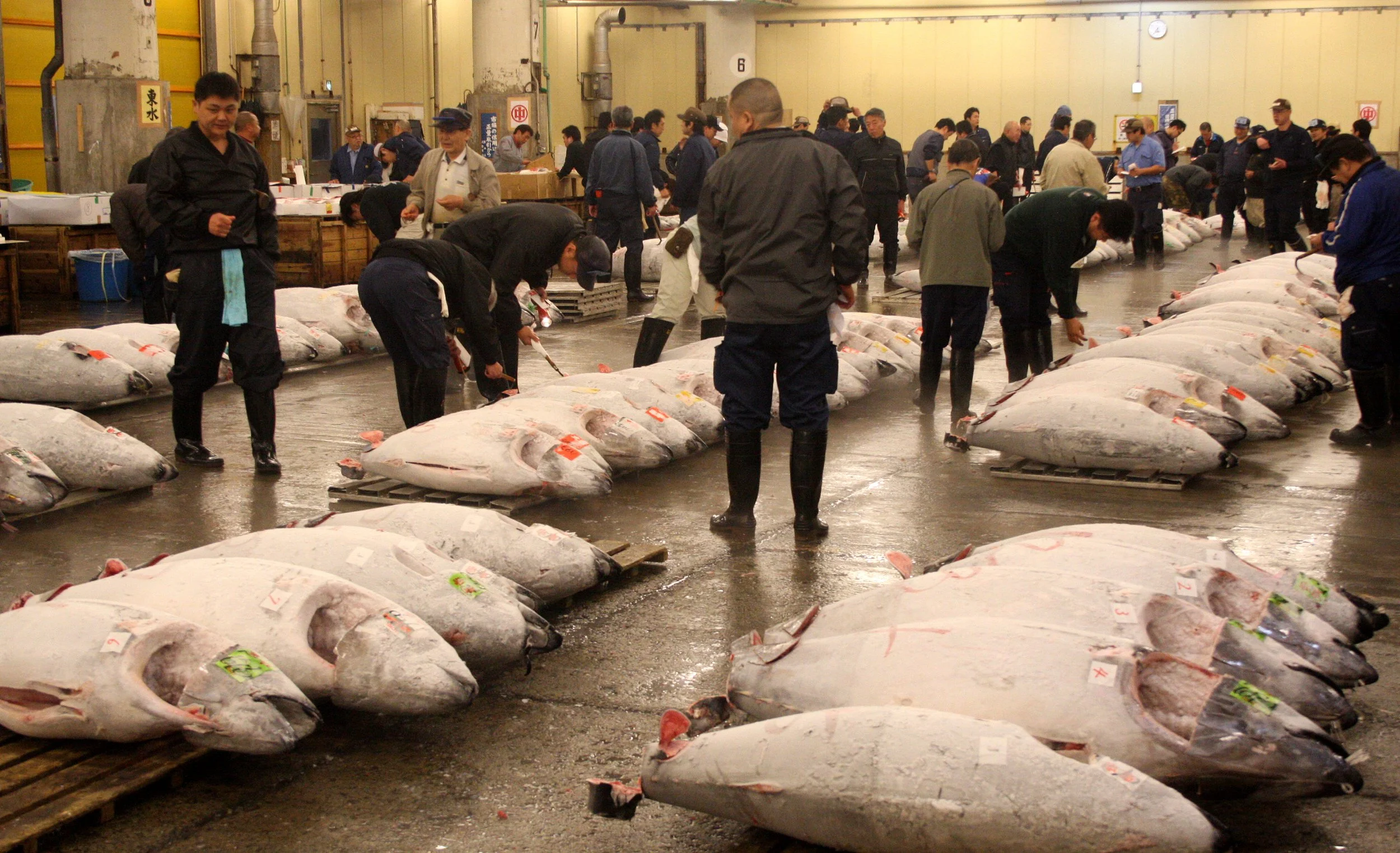 TOKYO - MAY 2009 - TSUKIJI MARKET (4).JPG