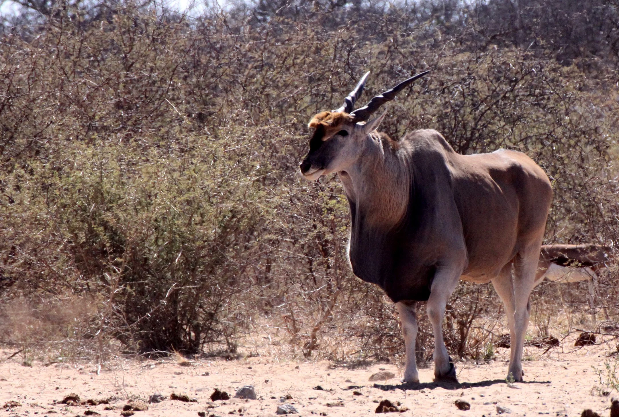 ELAND - LIVINGSTONE'S ELAND - Taurotragus oryx livingstonei - ETOSHA NATIONAL PARK NAMIBIA (5).JPG