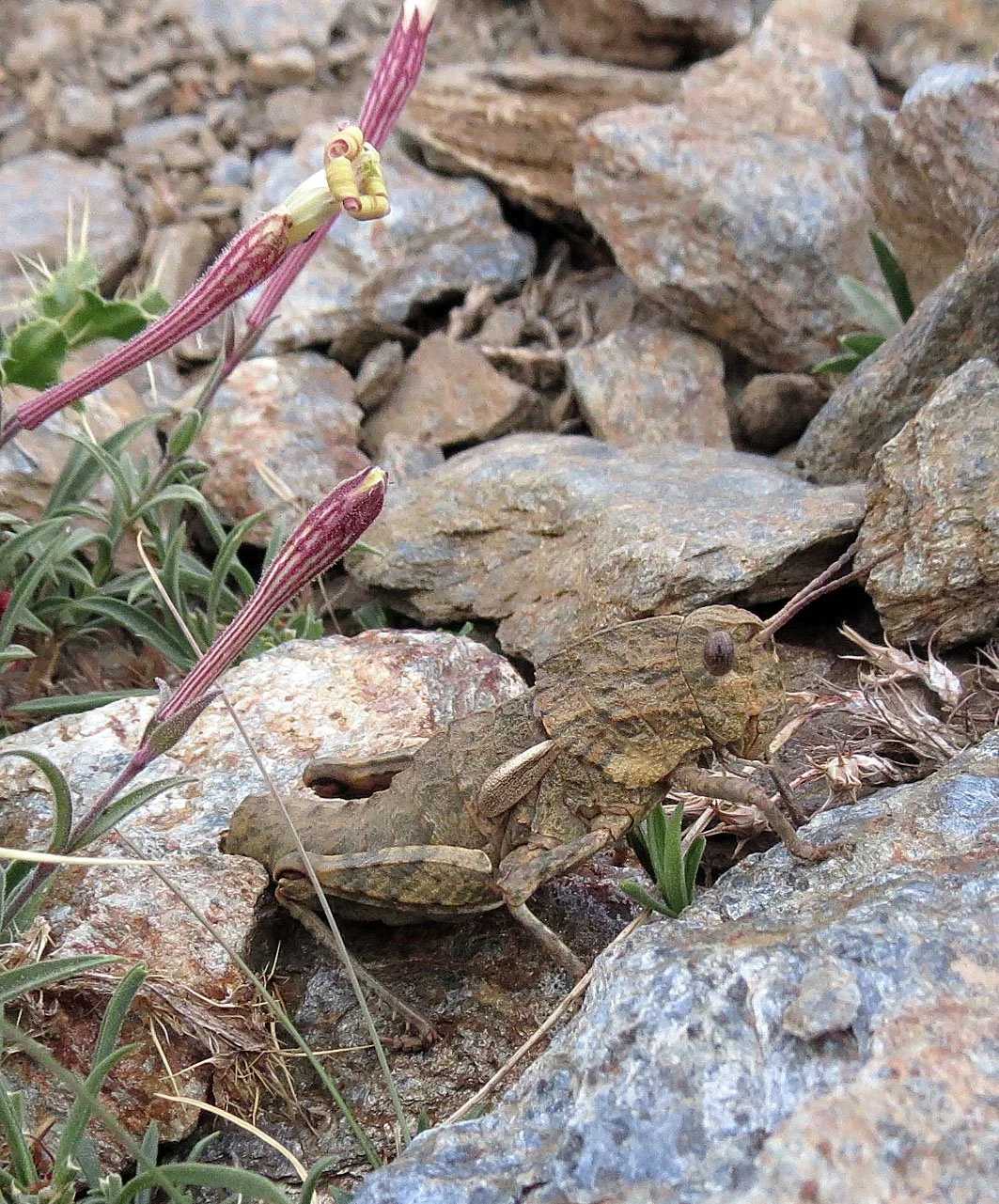 Euryparyphes terrulentus - Sierra Nevada National Park, Grenada Spain (2).JPG