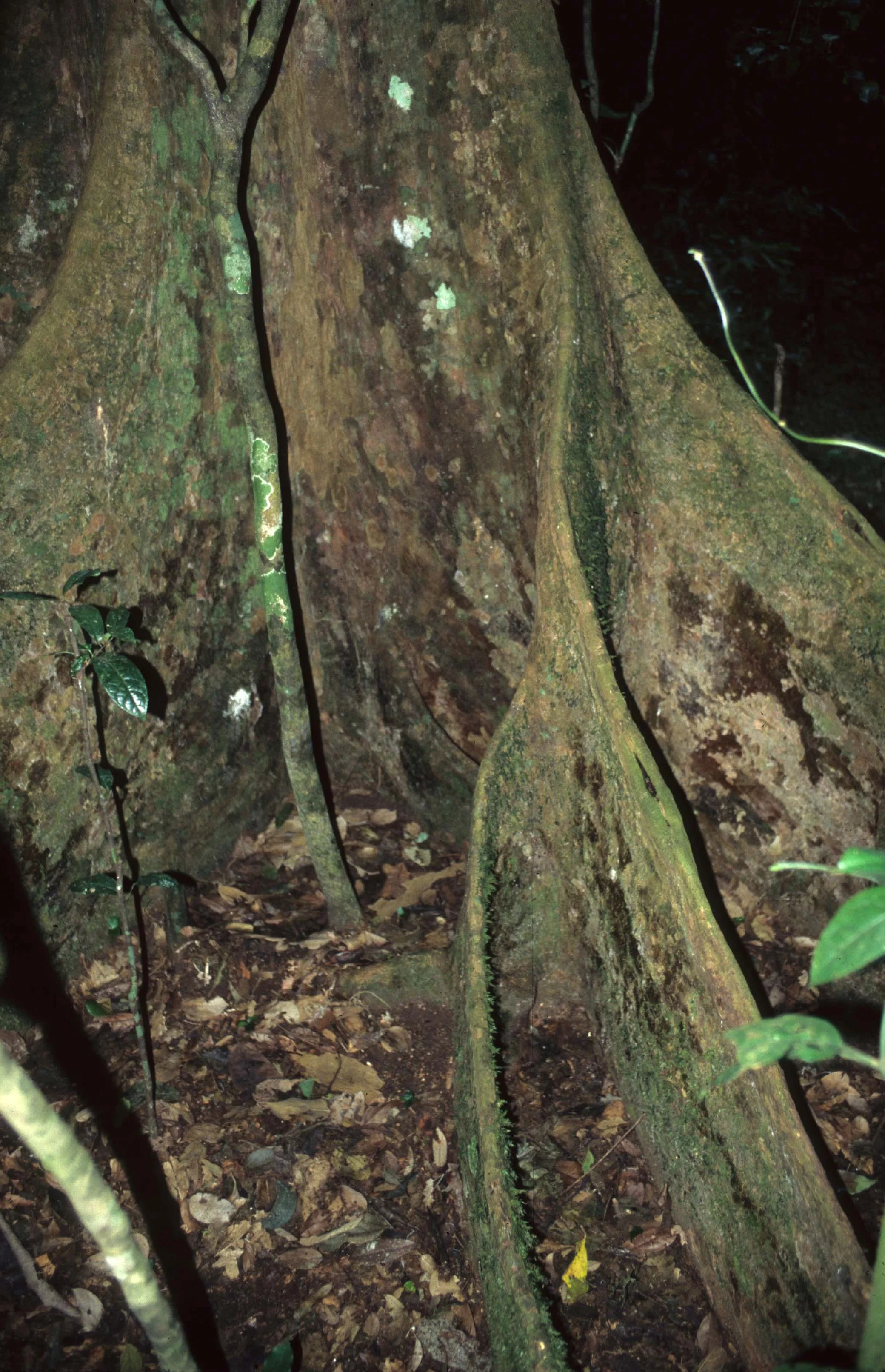 PRIMATE - CHIMP -DRUM -  UGANDA 2.jpg