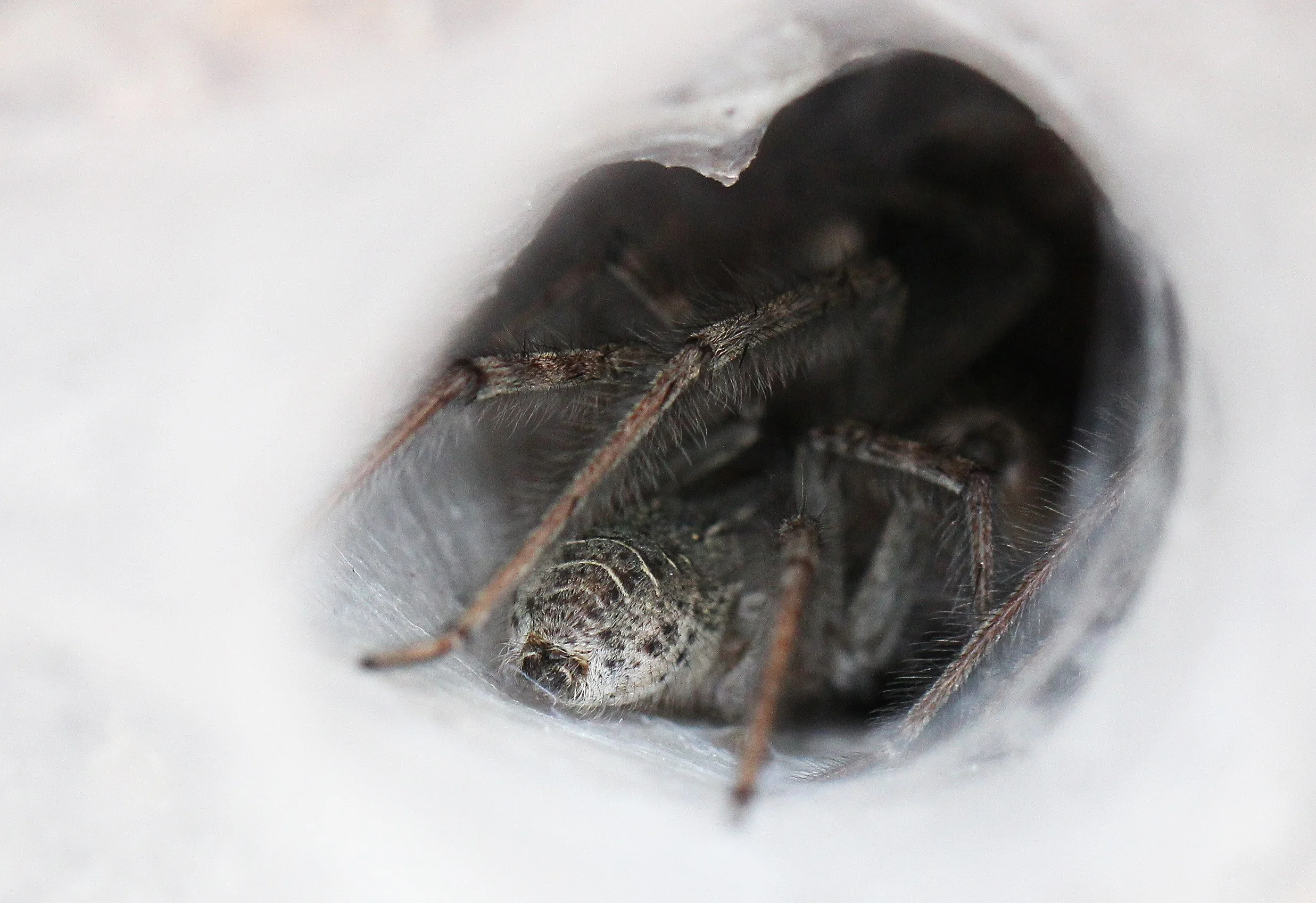 Unknown arachnid species.