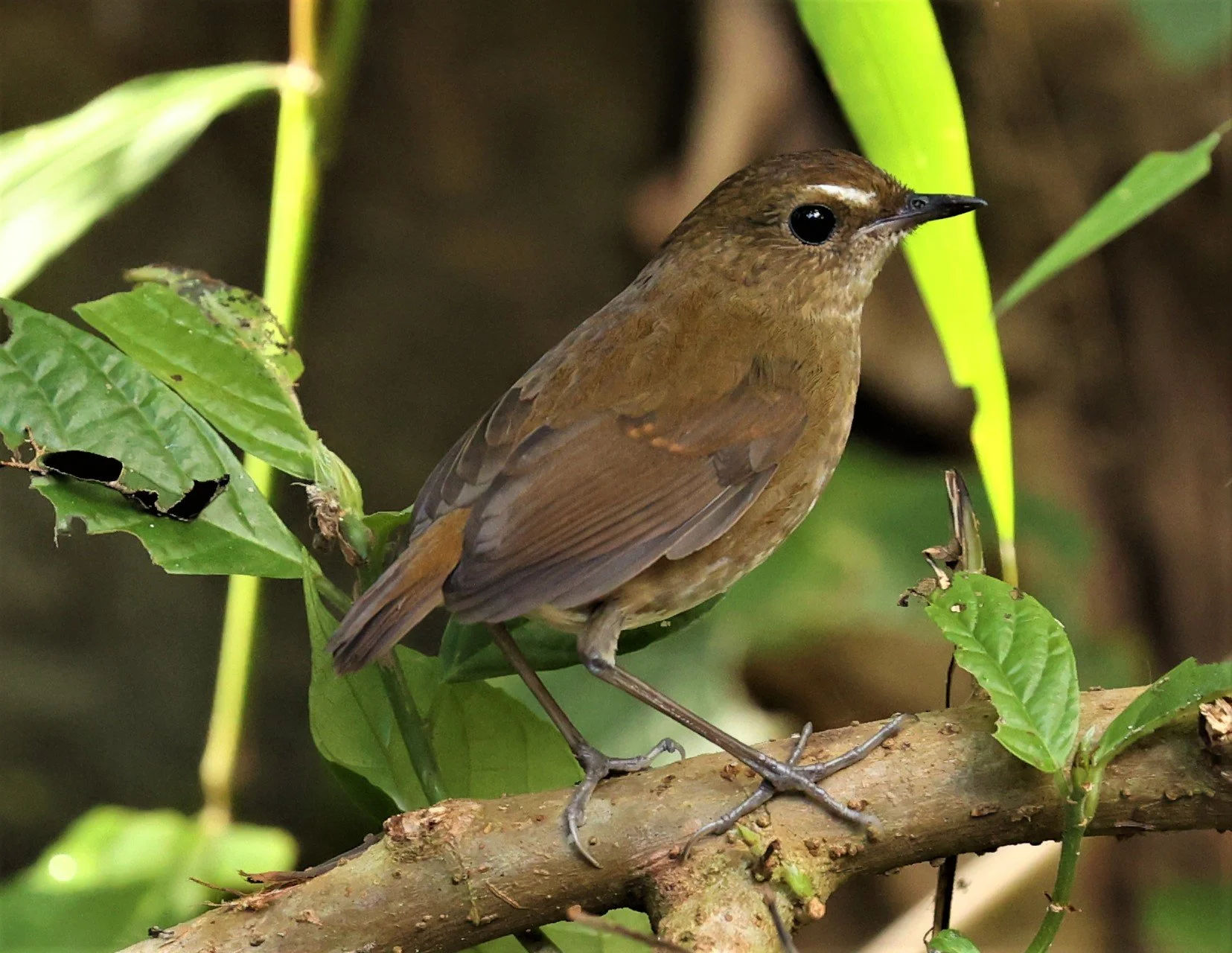 SHORTWING - LESSER SHORTWING - Brachypteryx leucophris - DOI INTHANON NP, CHIANG MAI DEC 2021 (22).jpg