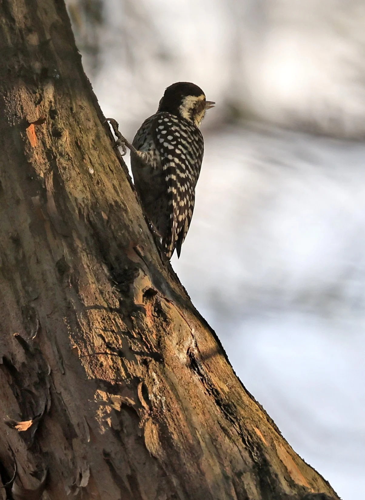 Checkered Woodpecker (Veniliornis mixtus) Estancia Campo'i Paraguay (5).jpg