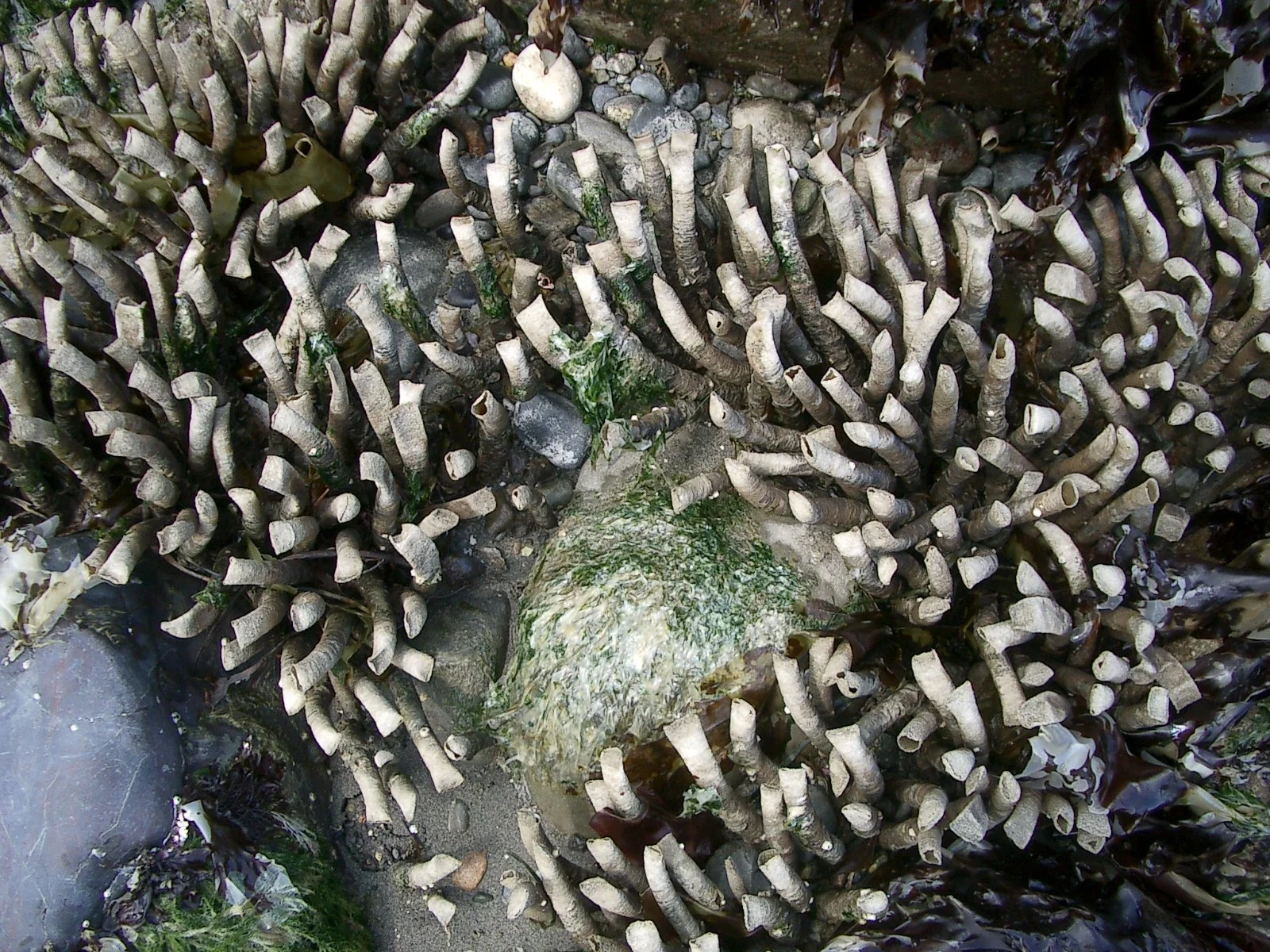 2004-6-10 HANGING AT LAKE FARM AND BEACH (12).JPG